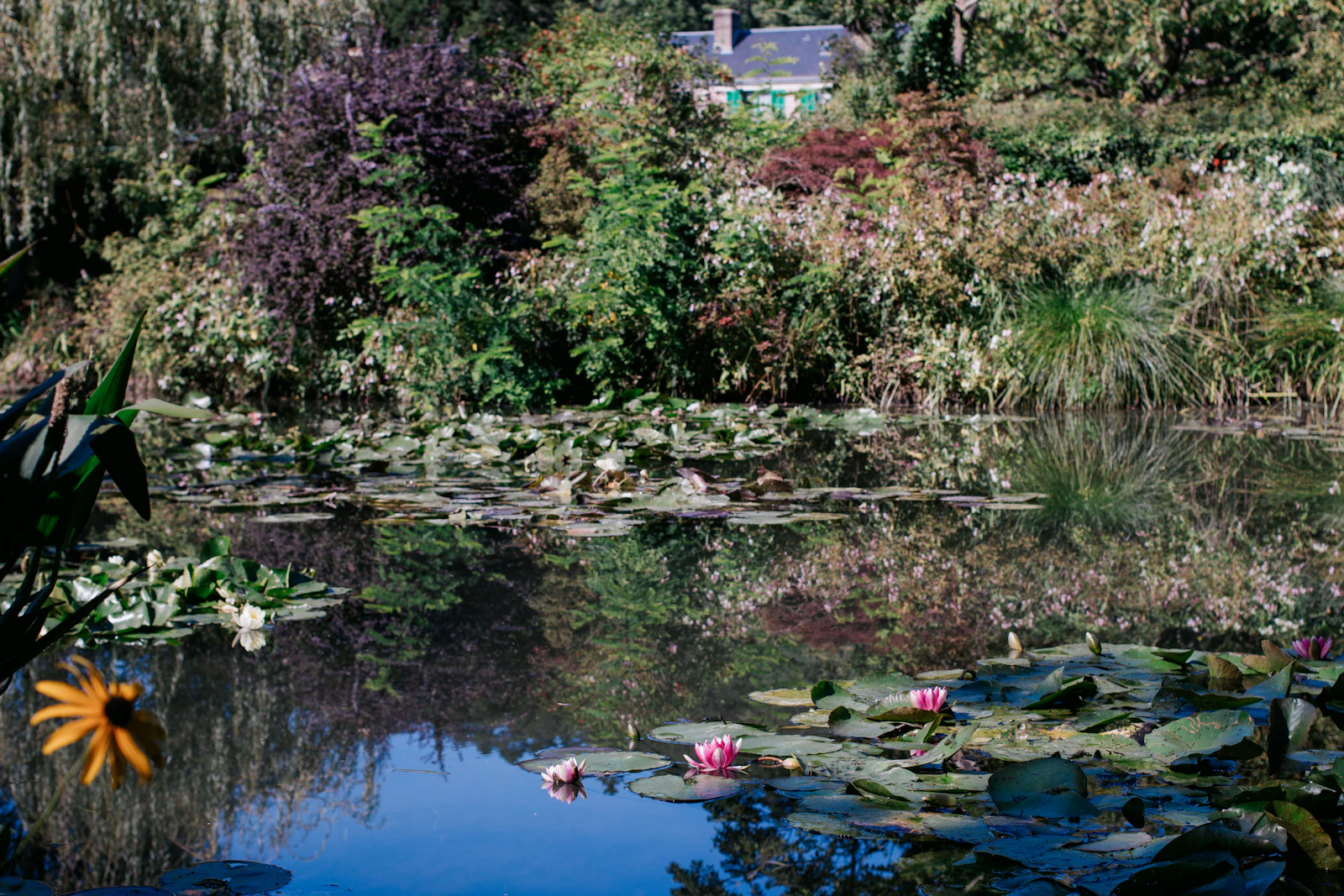 Monet's water-lily pond at Giverny