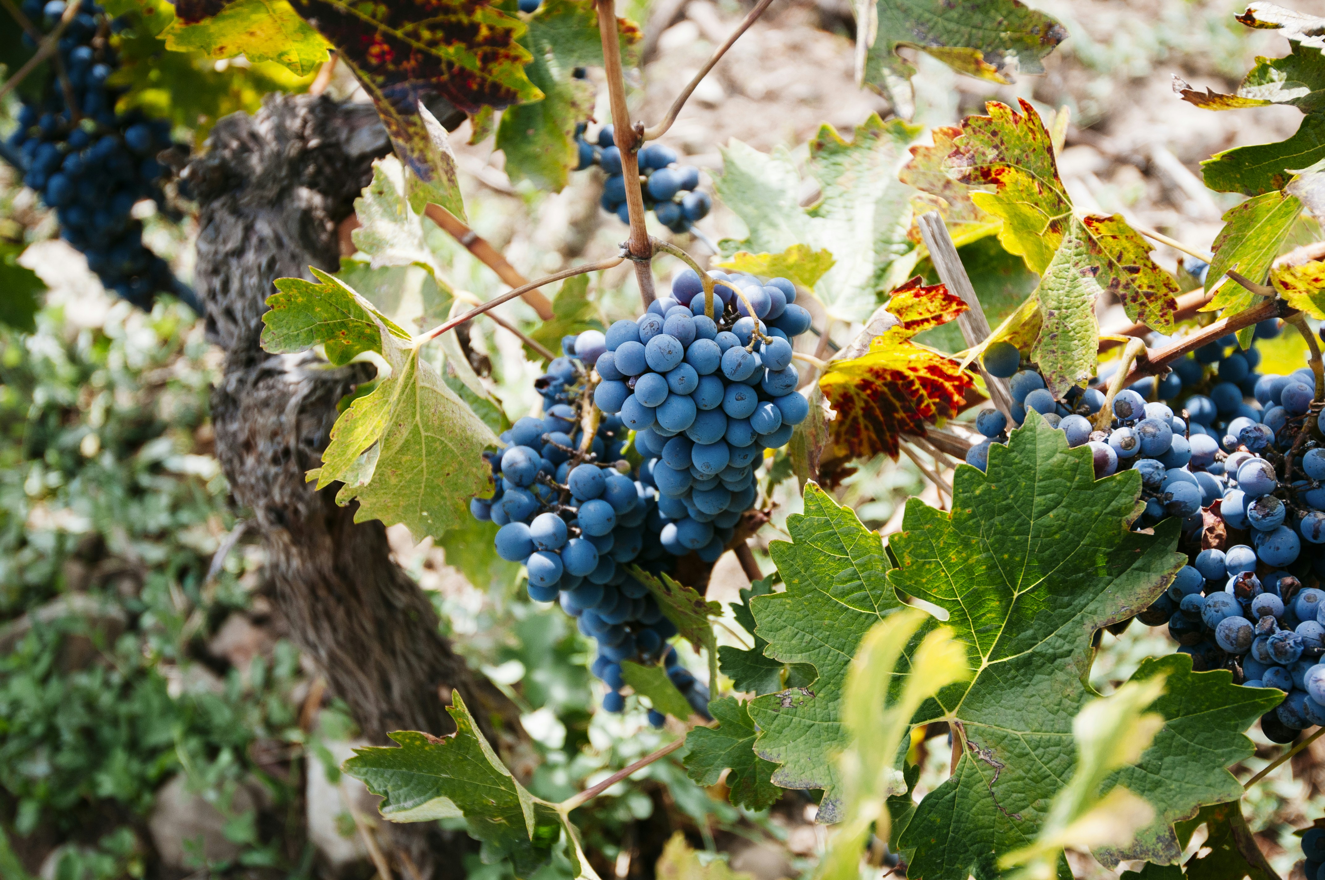 A bunch of grapes growing on a vine