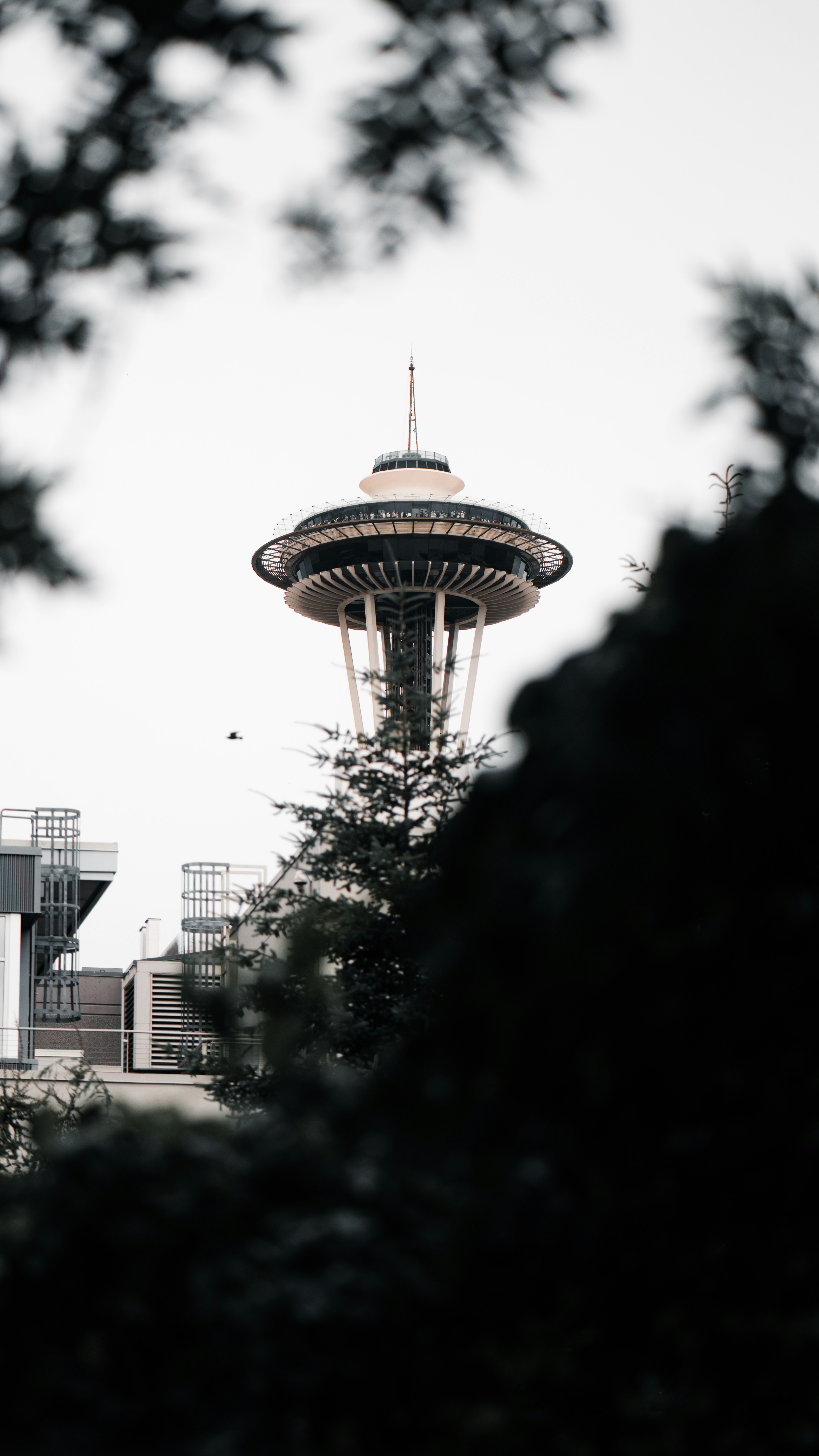 A view of the space needle from behind some trees