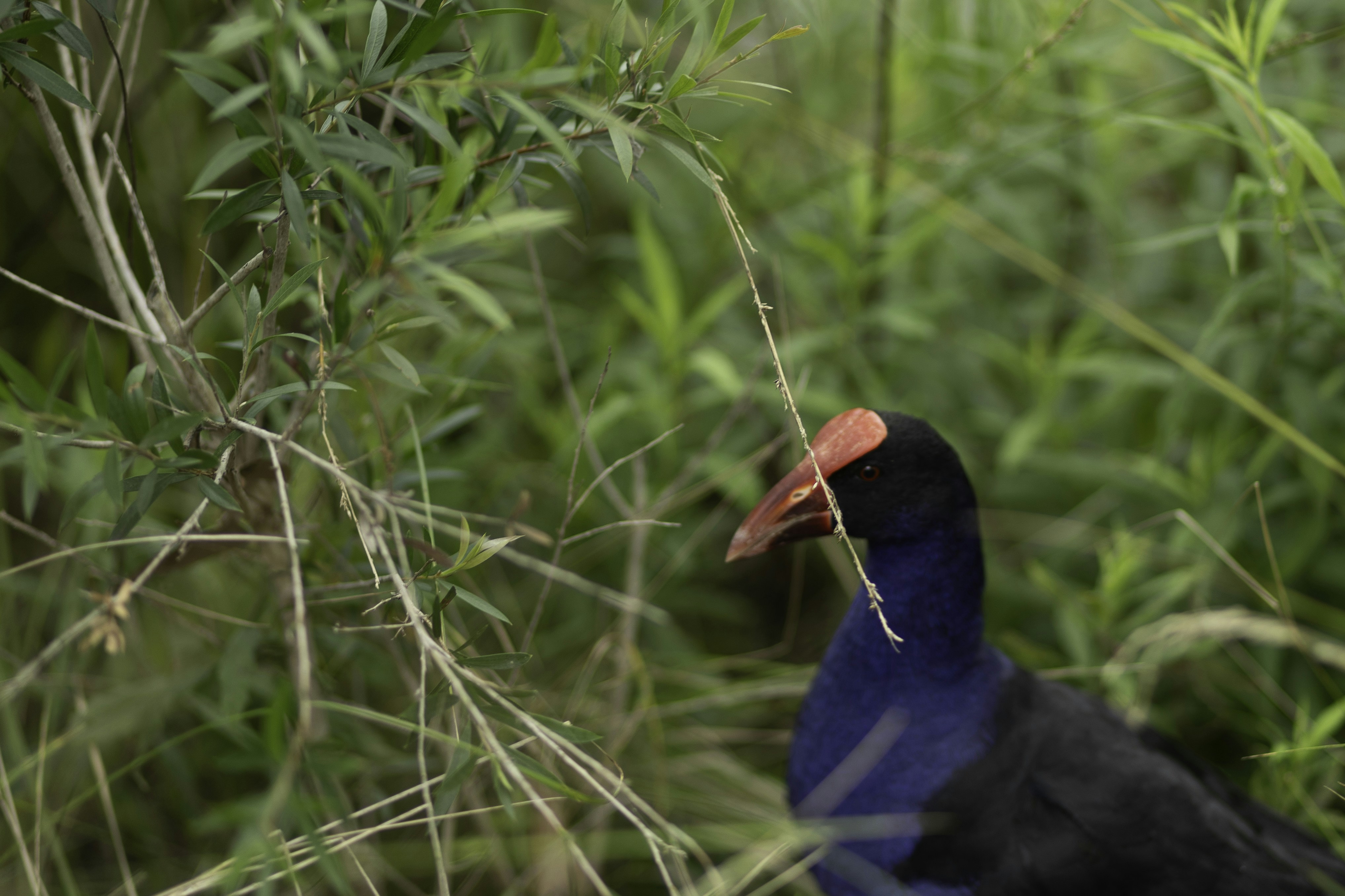 Photo by behindthetmuna