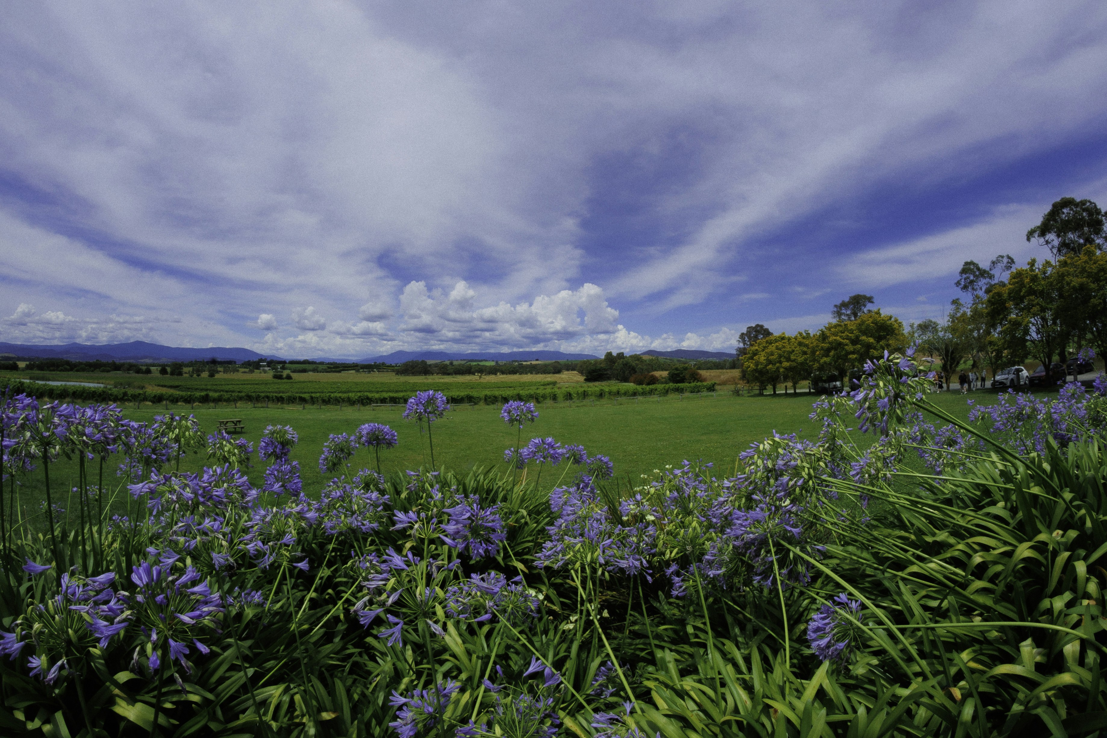 Photo by behindthetmuna