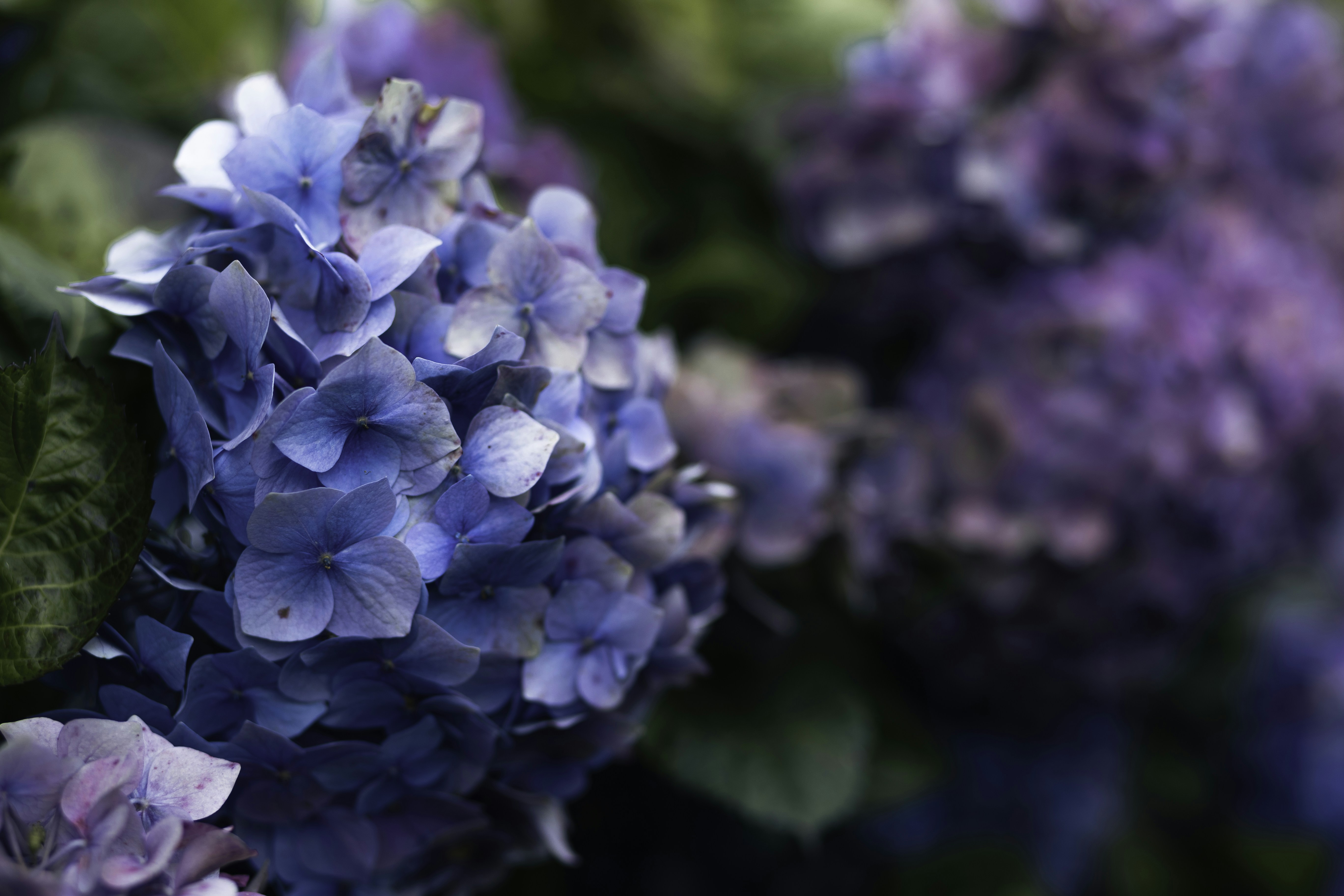 Photo by behindthetmuna