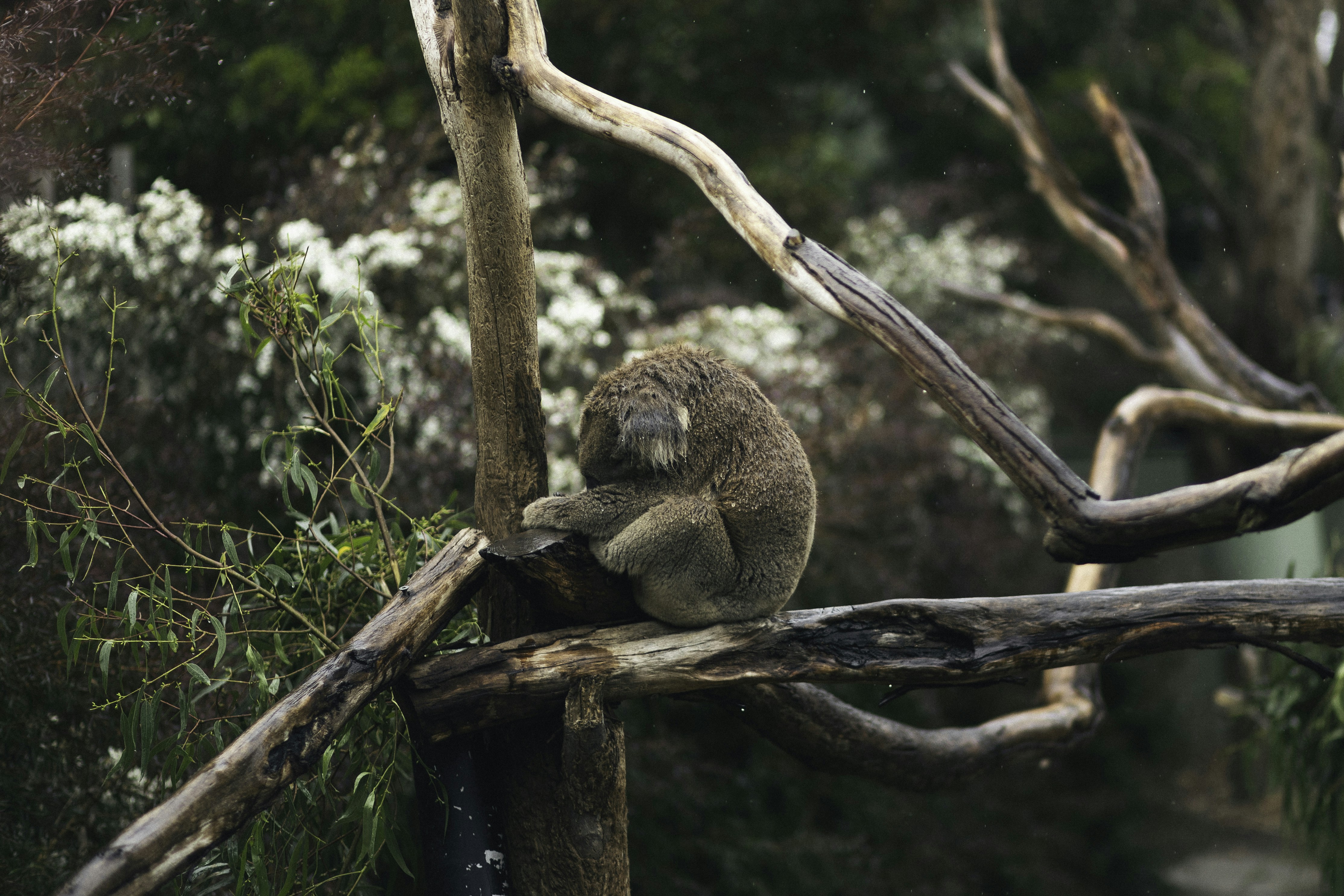 Photo by behindthetmuna