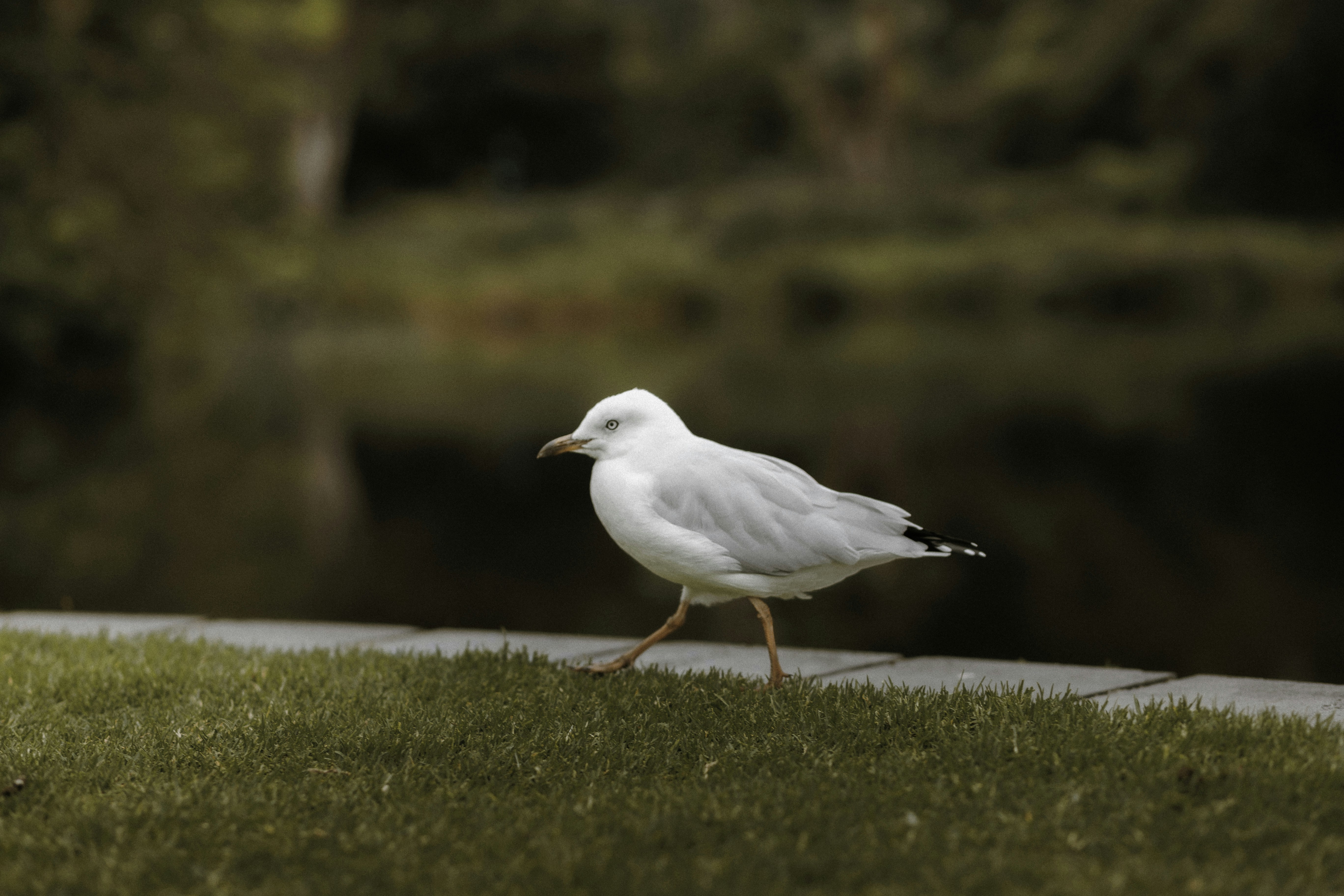 Photo by behindthetmuna