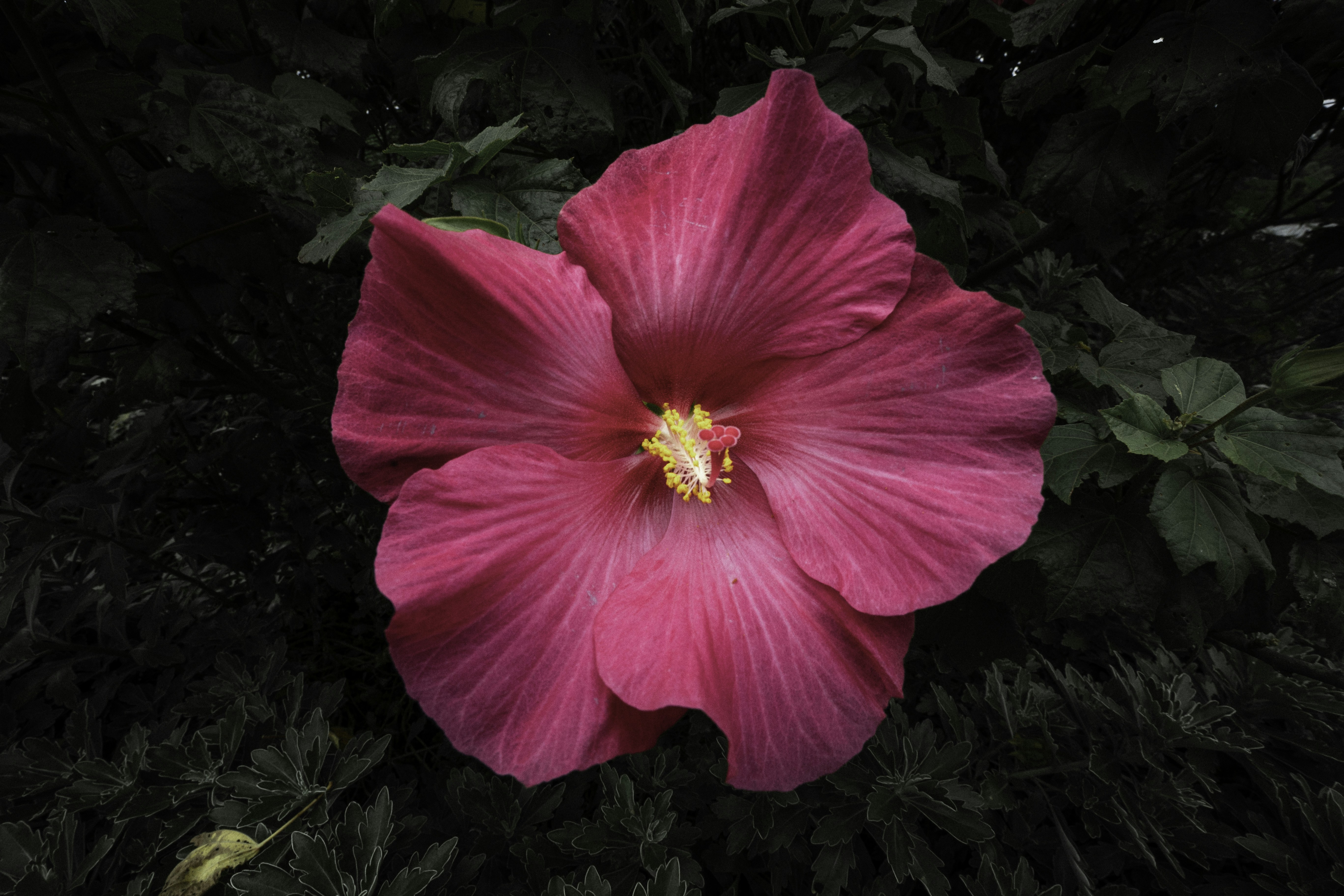 Photo by behindthetmuna