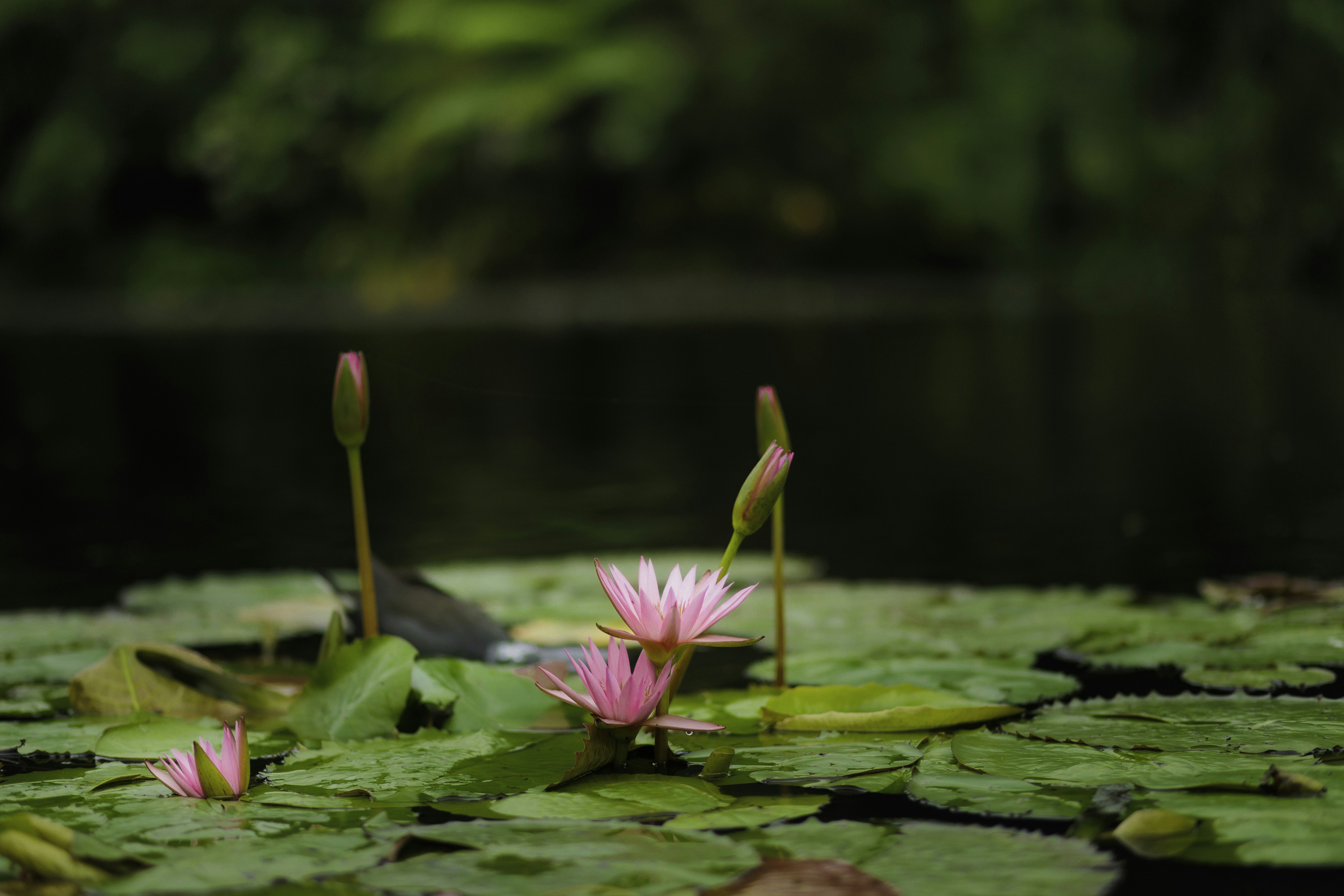 Photo by behindthetmuna