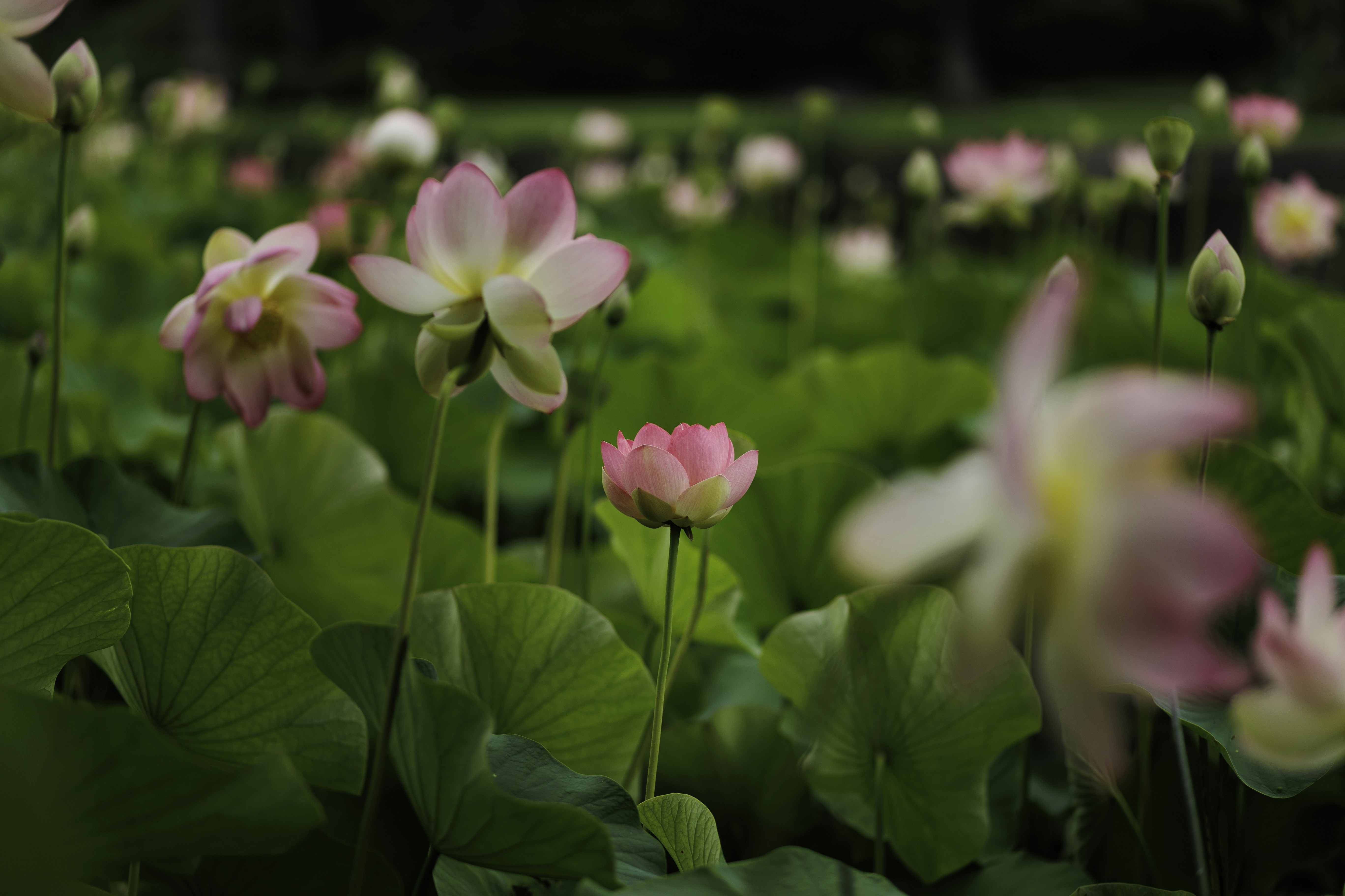 Photo by behindthetmuna