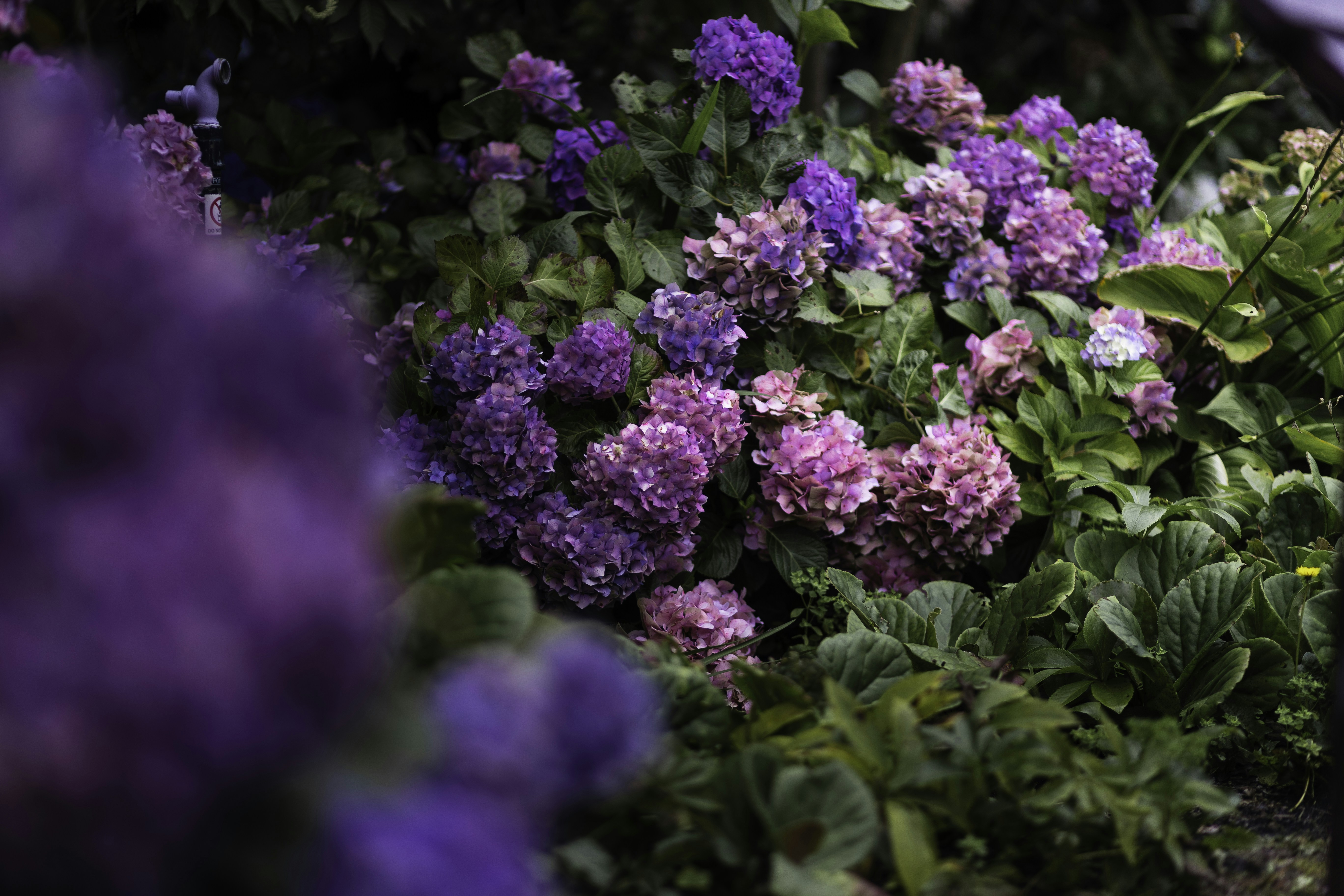 Photo by behindthetmuna