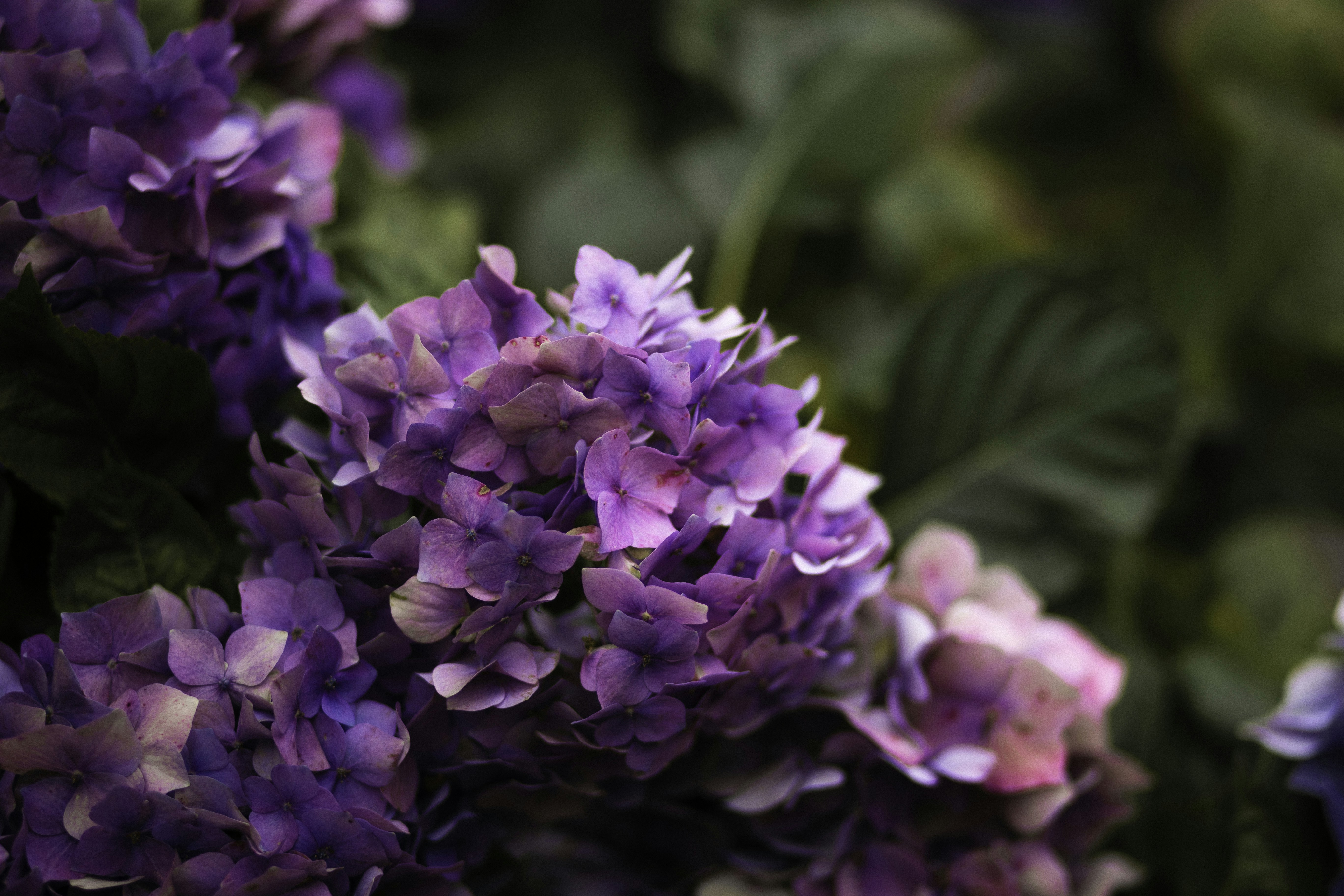 Photo by behindthetmuna