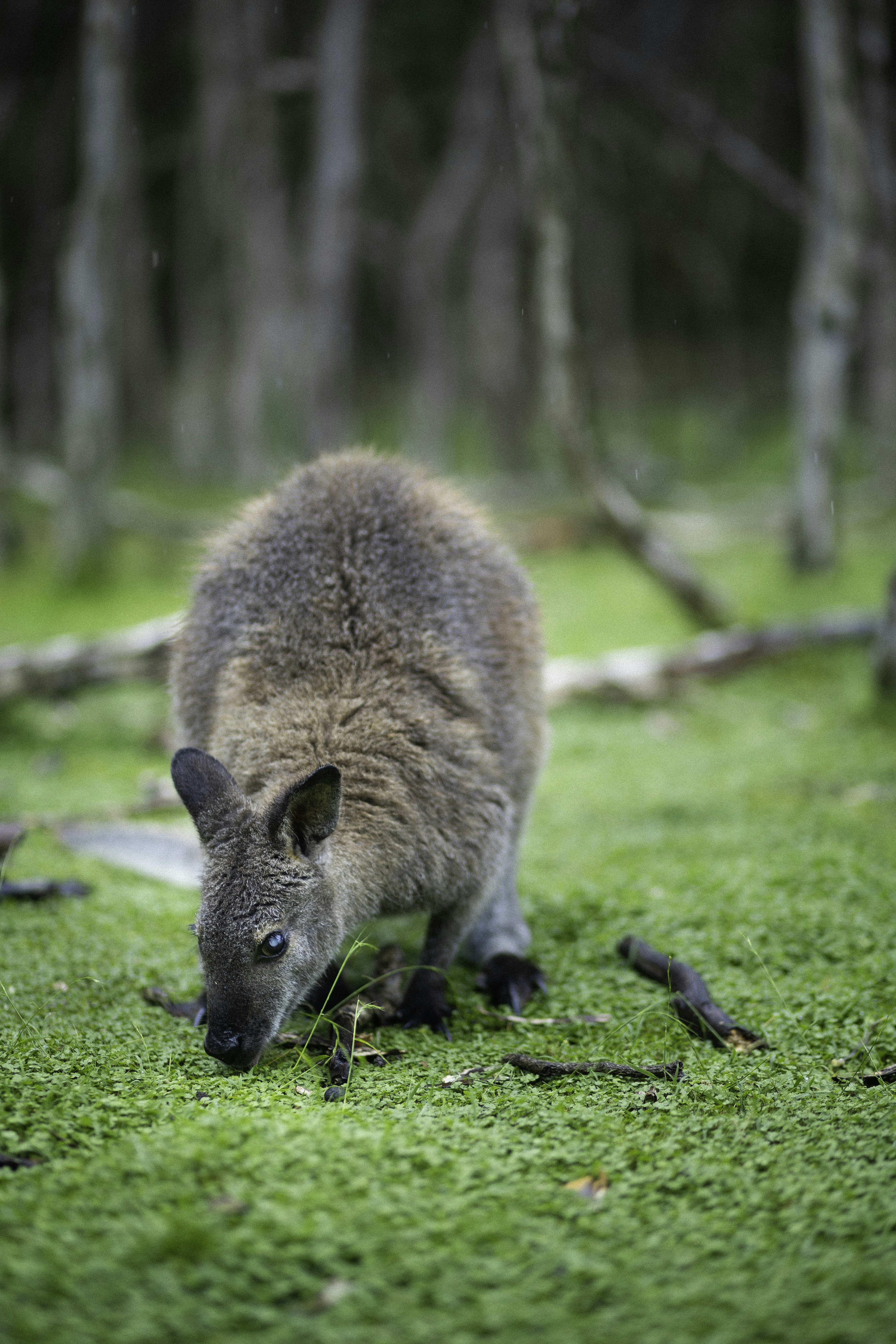 The Human Factor: Did Early Australians Hunt Giants to Extinction? (image credits: unsplash)