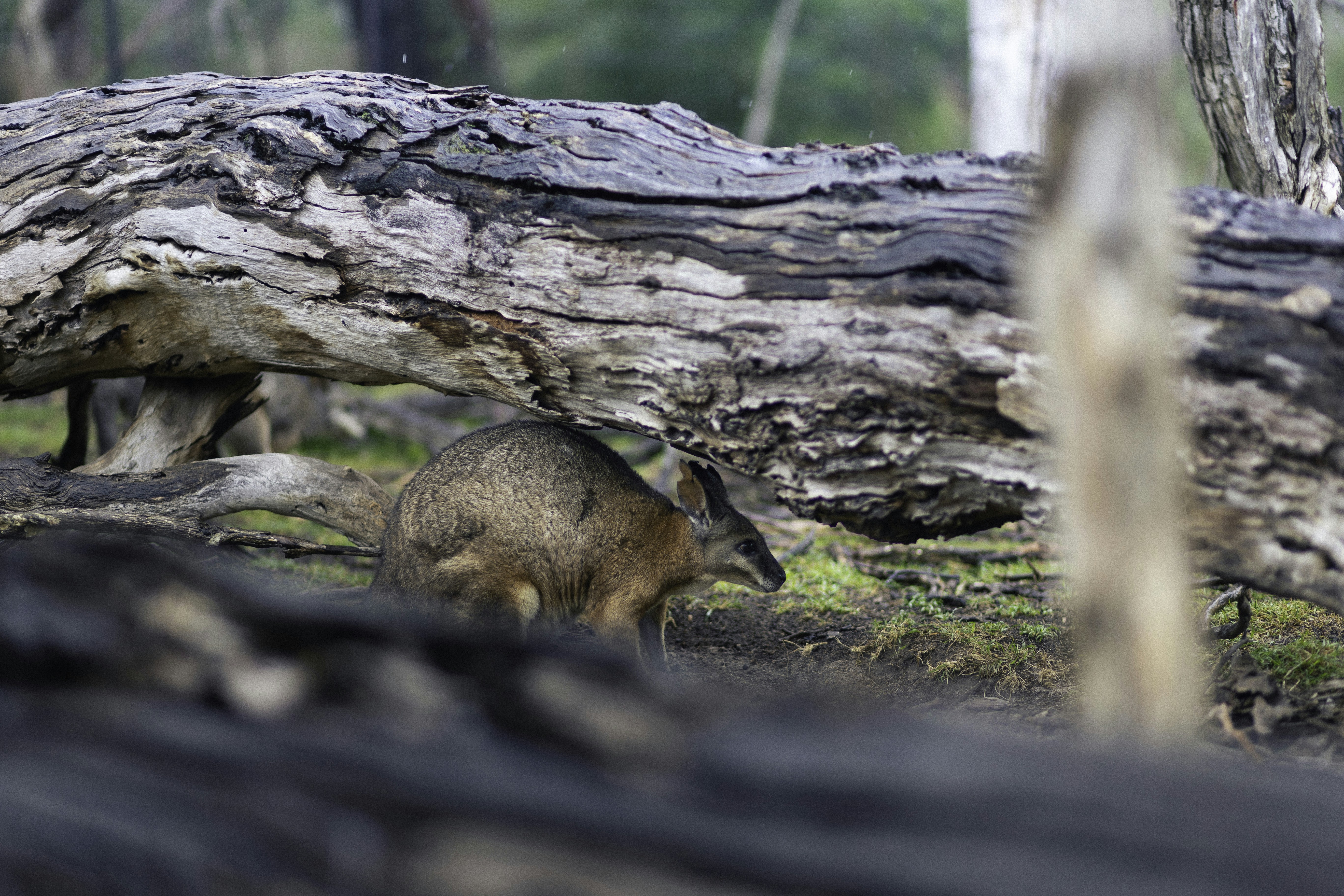 Photo by behindthetmuna