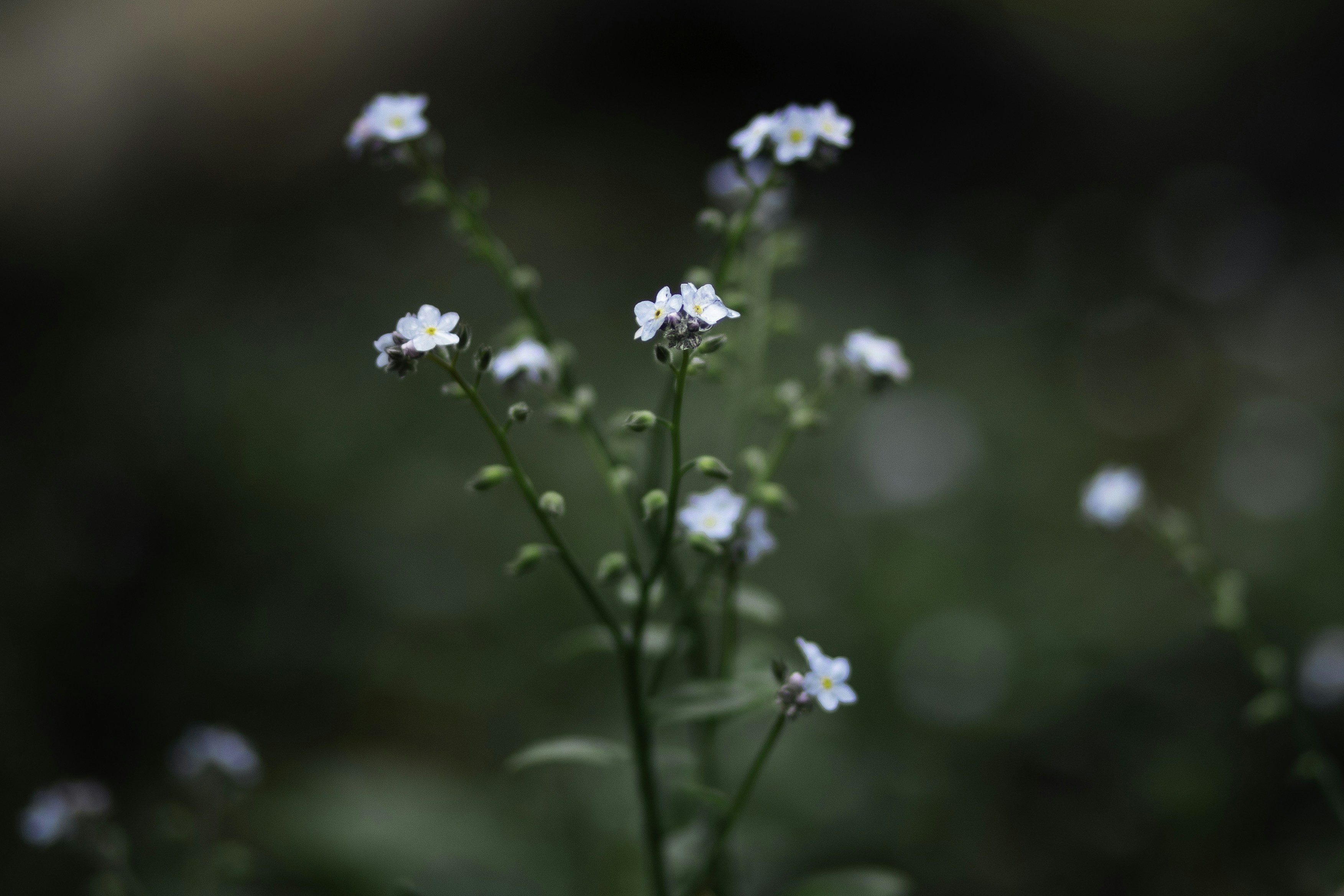 Photo by behindthetmuna