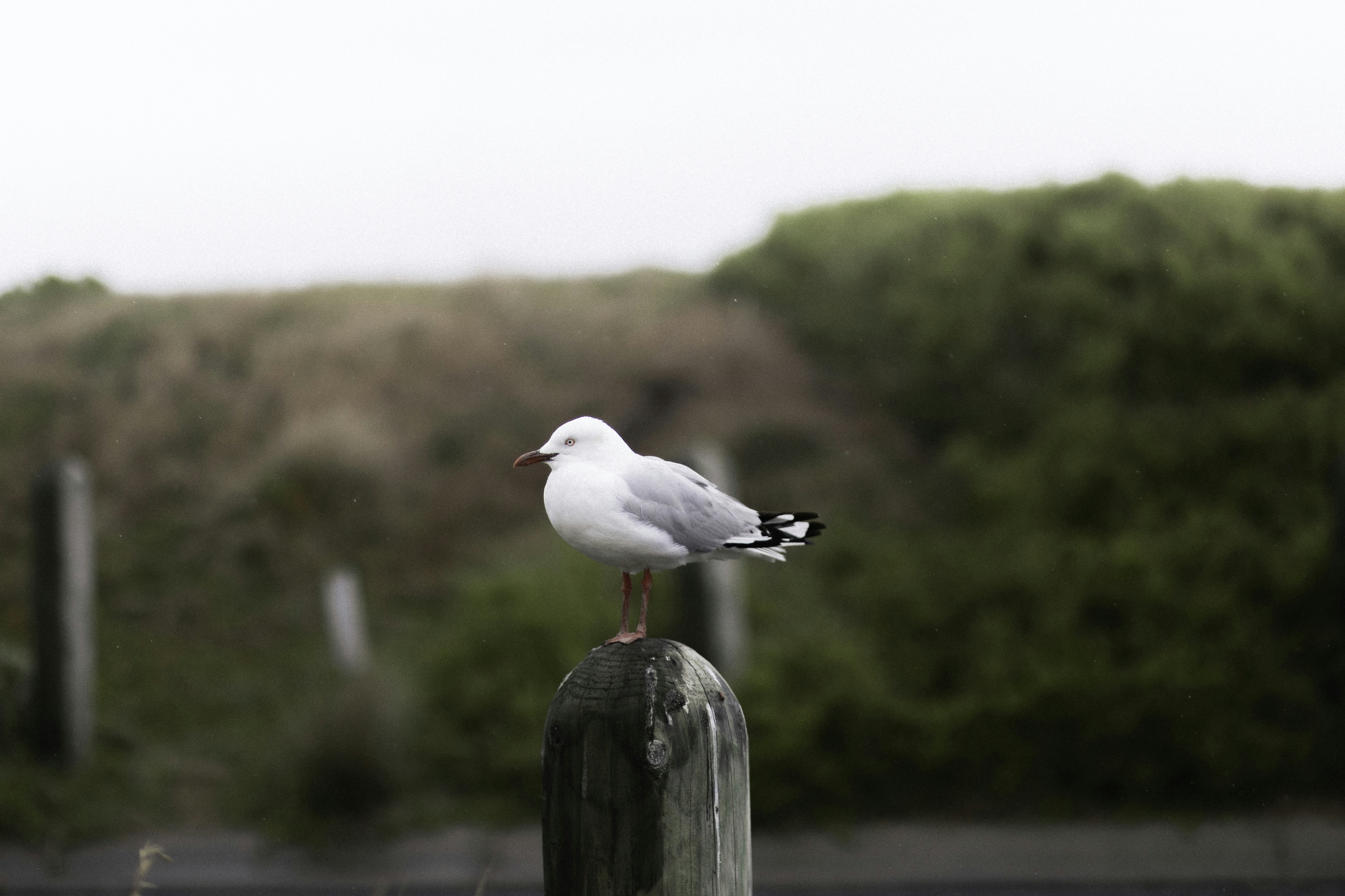 Photo by behindthetmuna