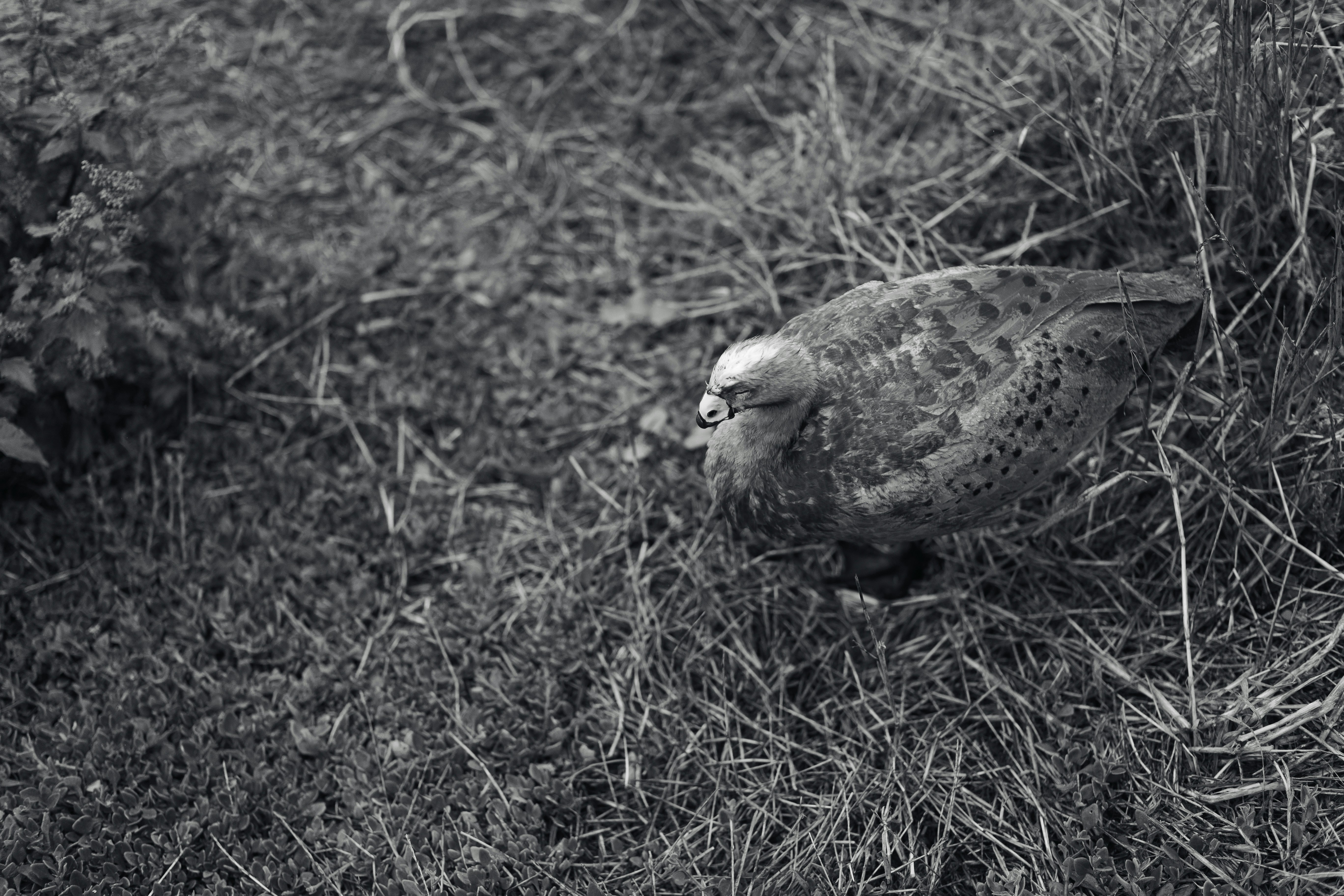 Photo by behindthetmuna