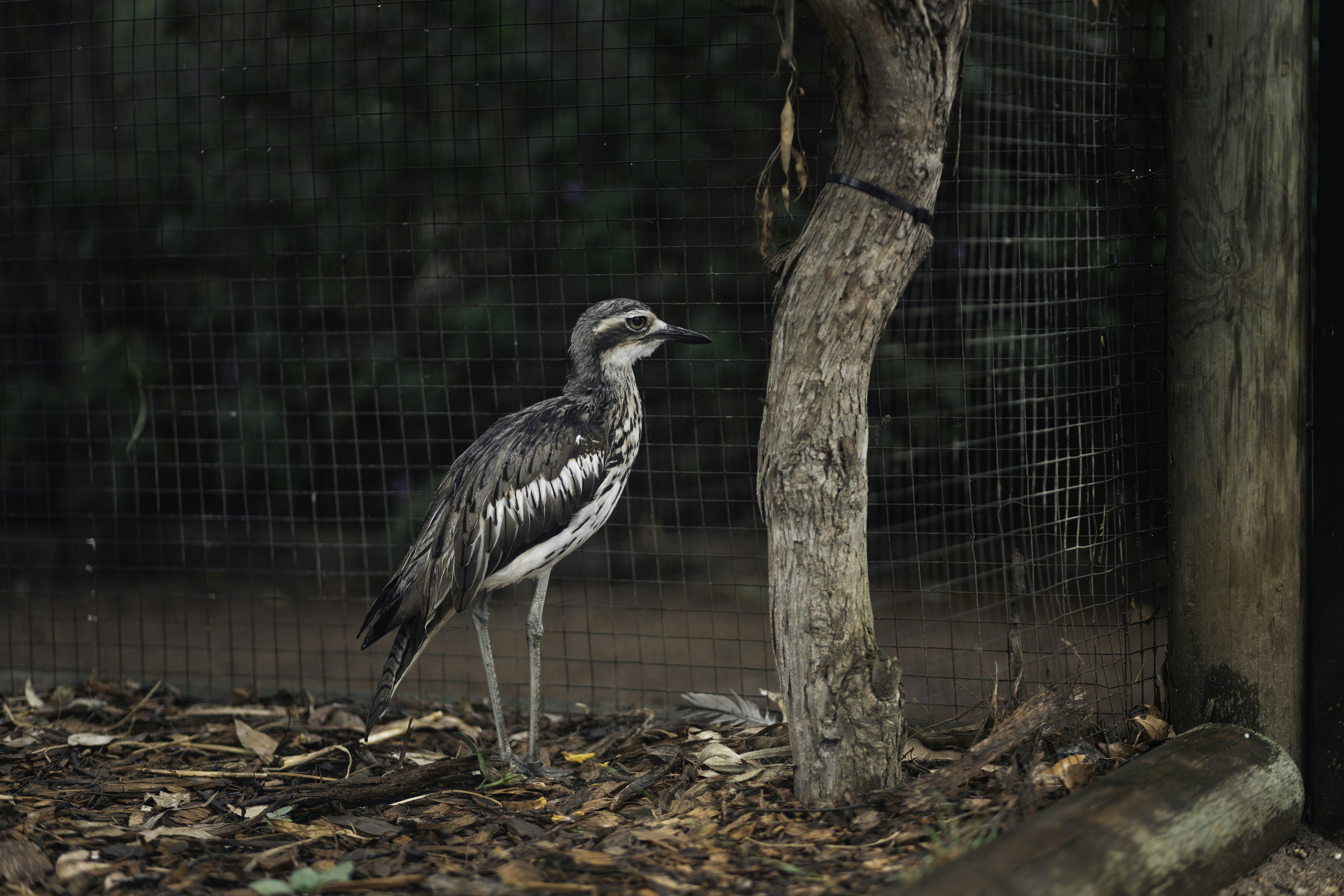 Hire Local Guide Shoebill Stork Tracking Complete Guide 2026