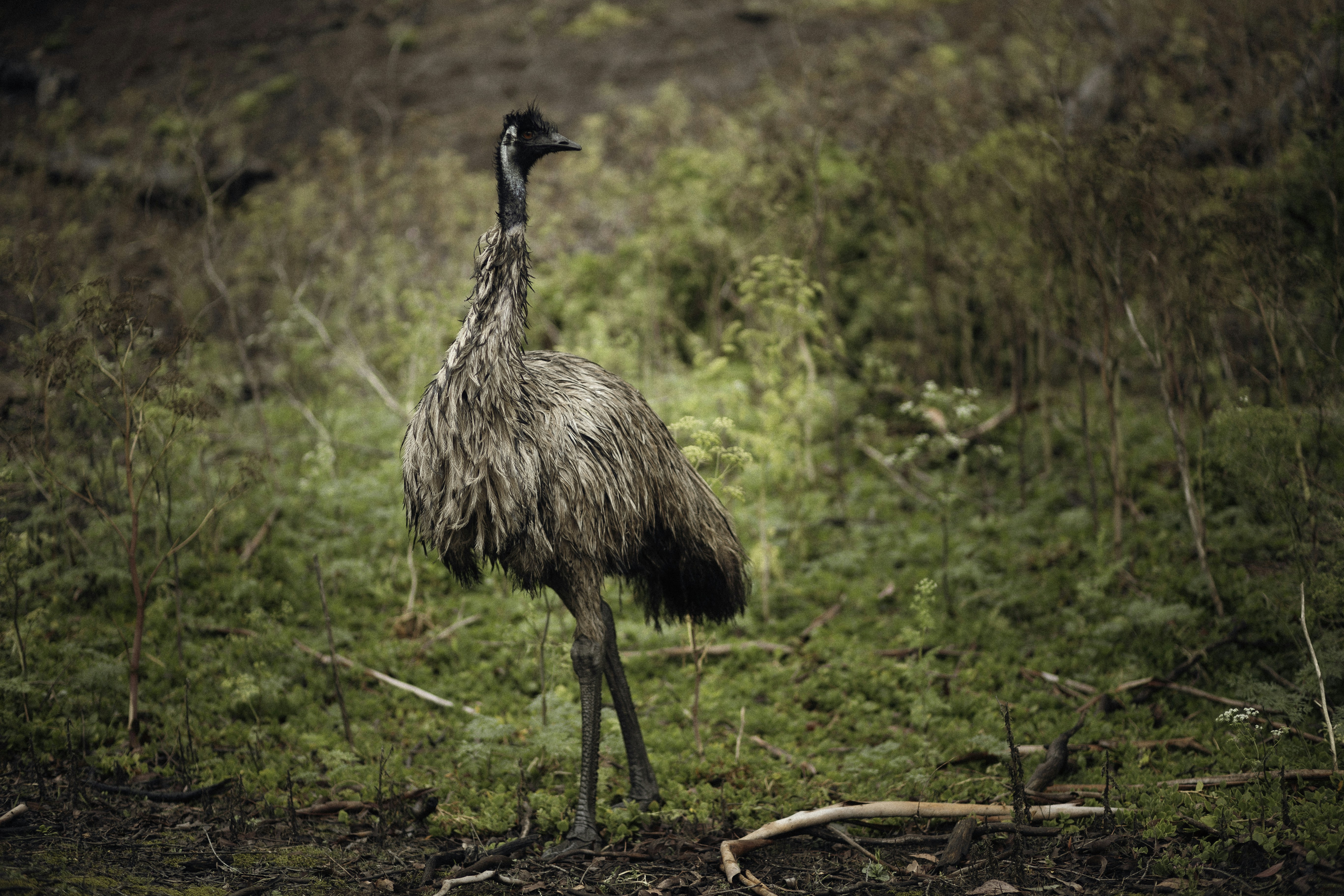 Photo by behindthetmuna