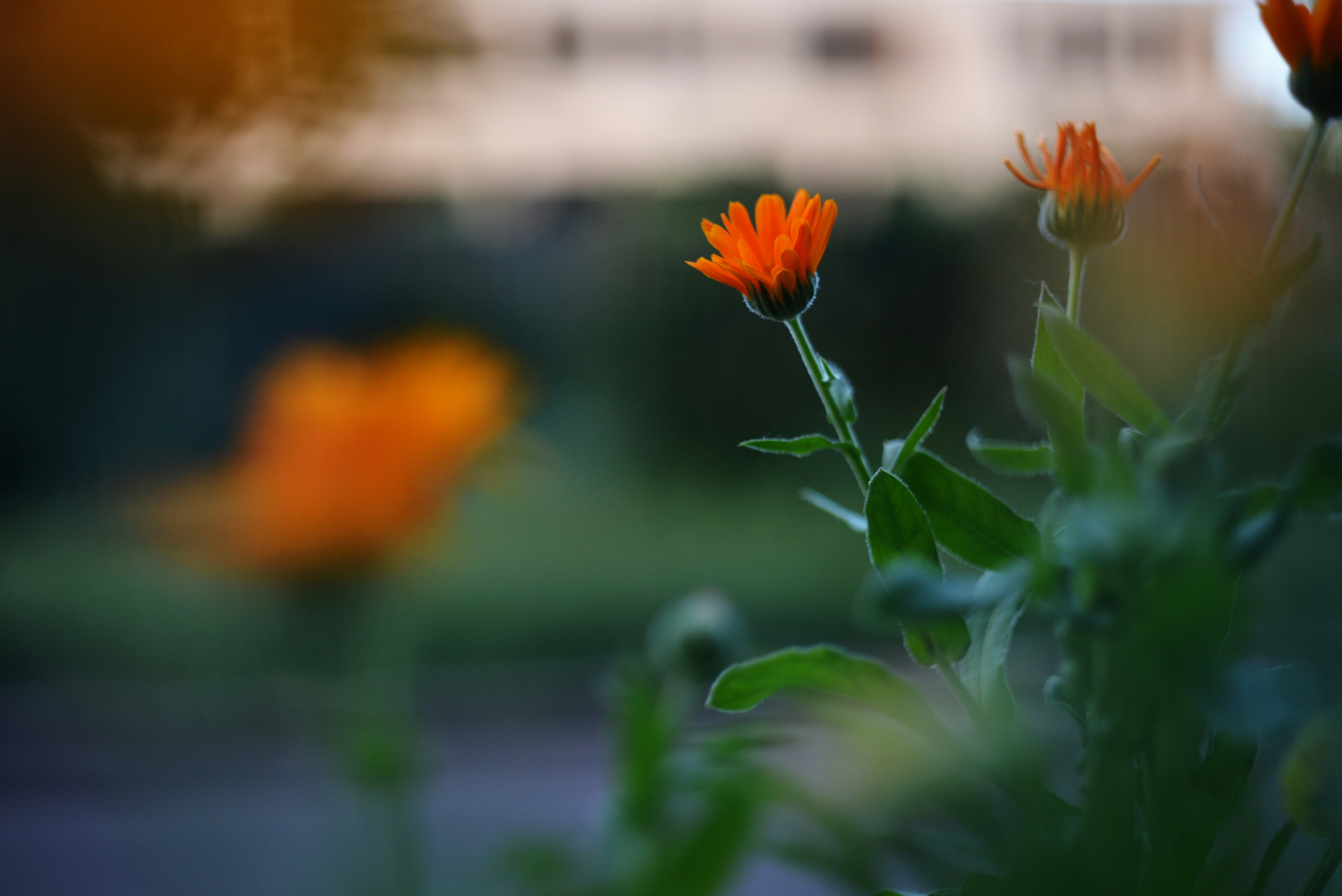 Photo by cherstve_pechivo
