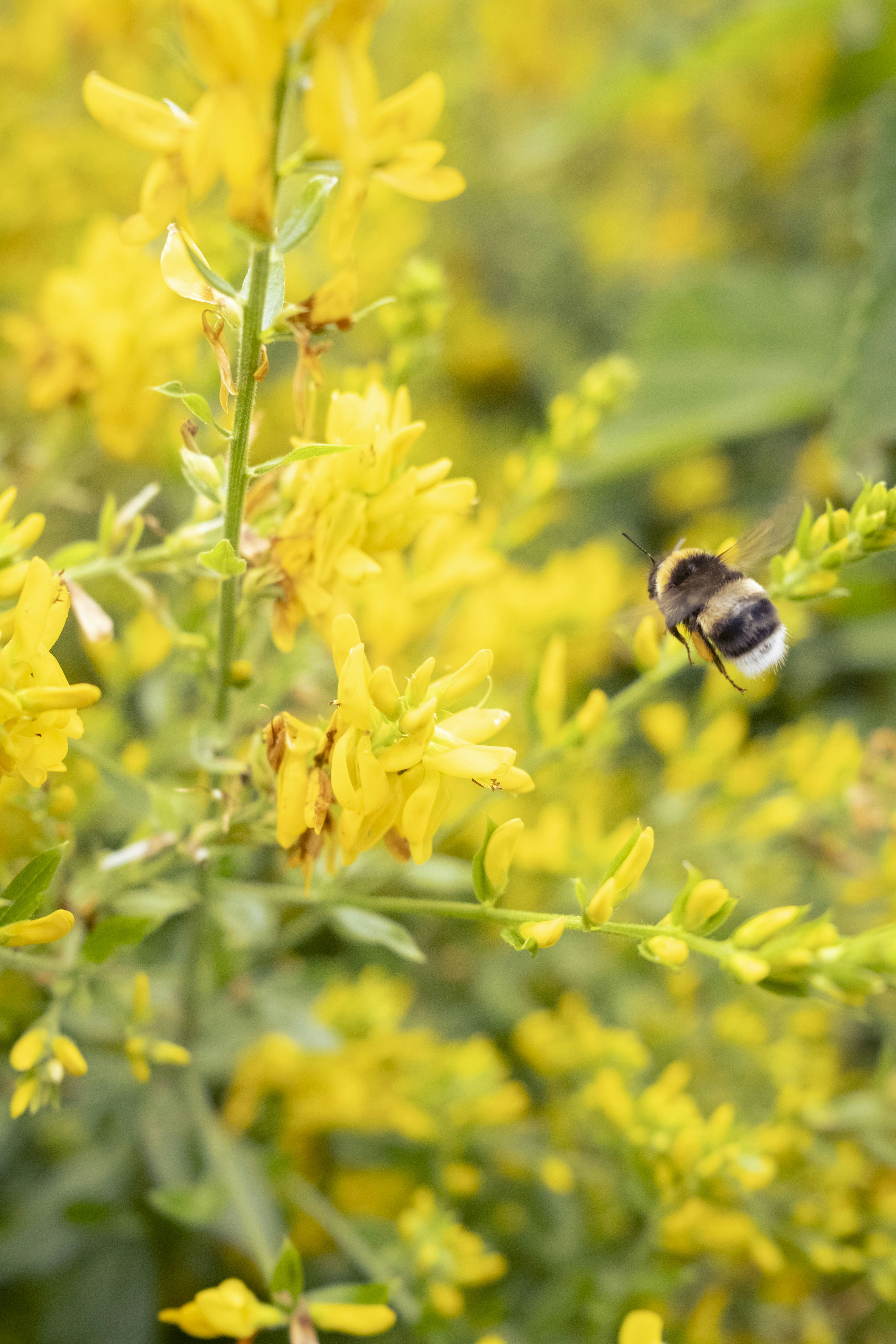 Photo by hvidkanin89