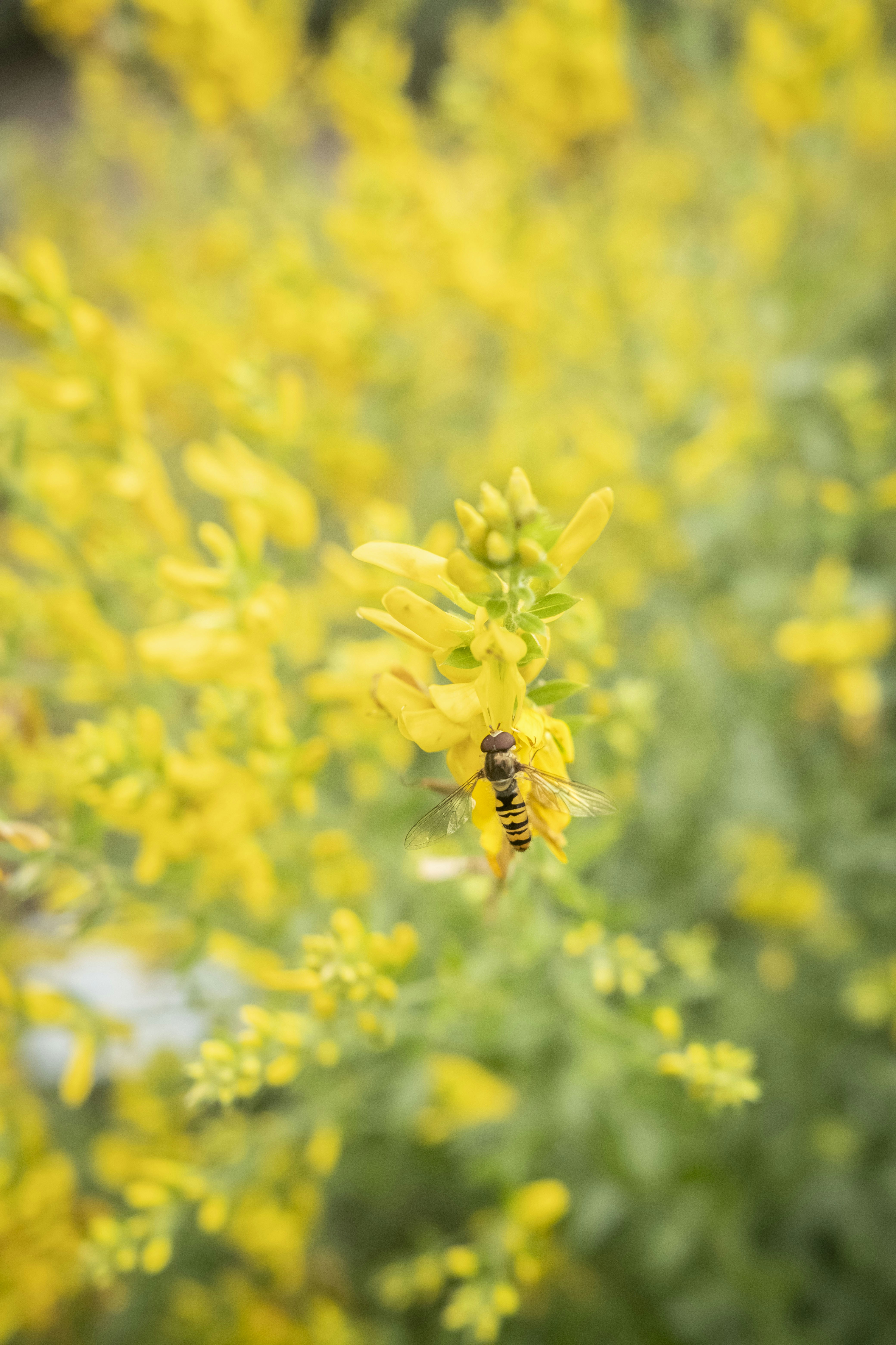 Photo by hvidkanin89