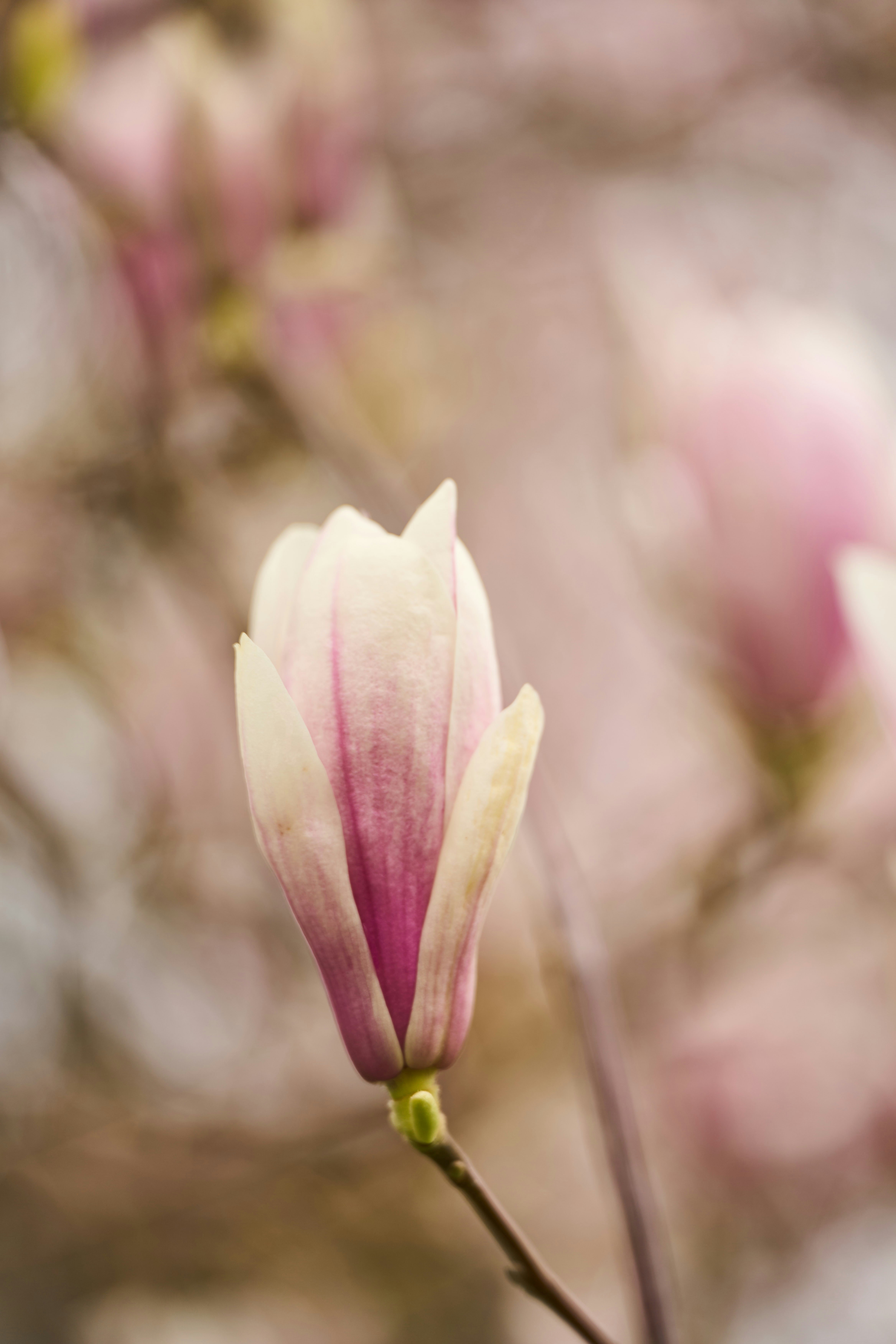 Photo by wolfgang_hasselmann