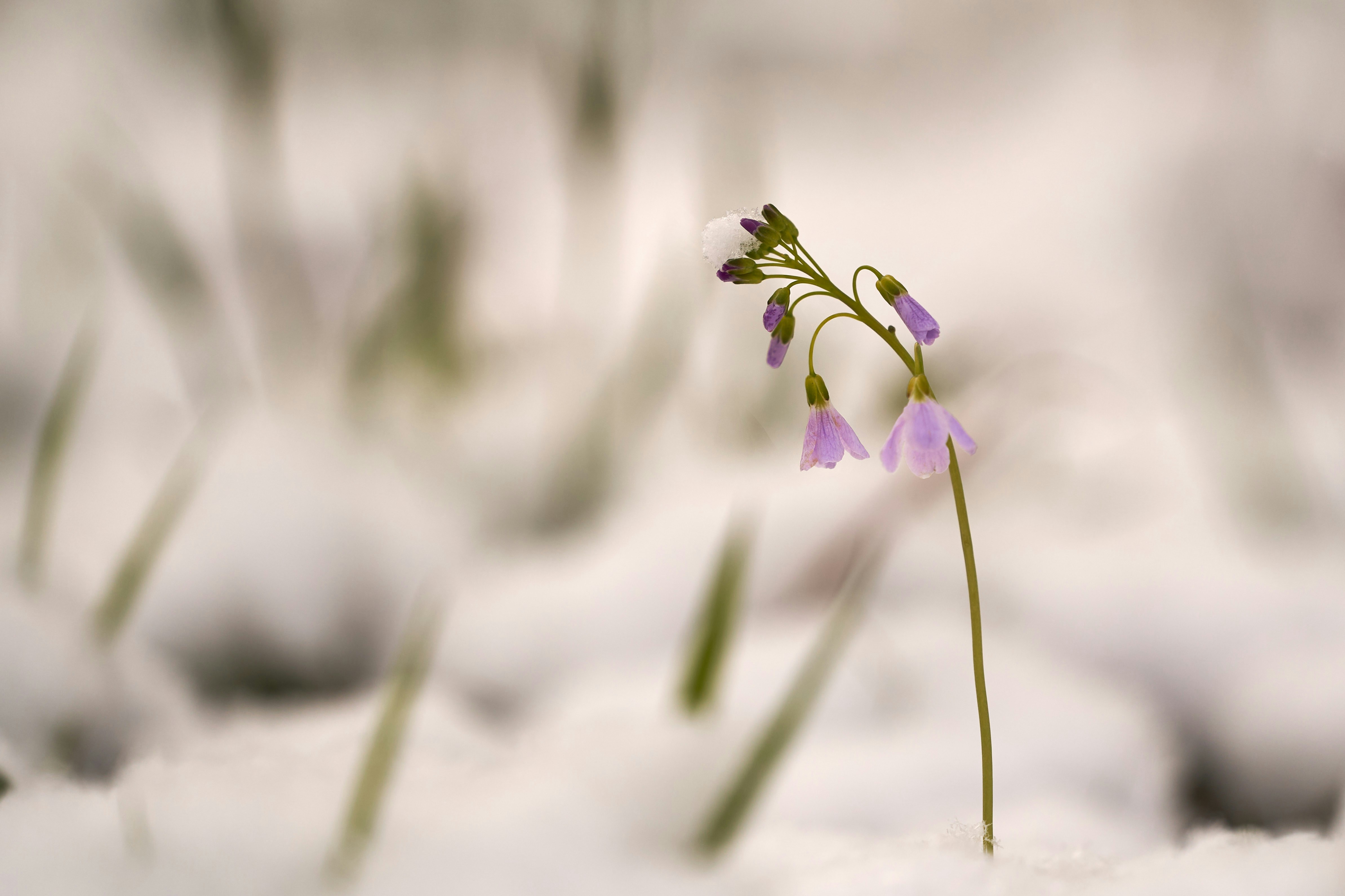 Photo by wolfgang_hasselmann