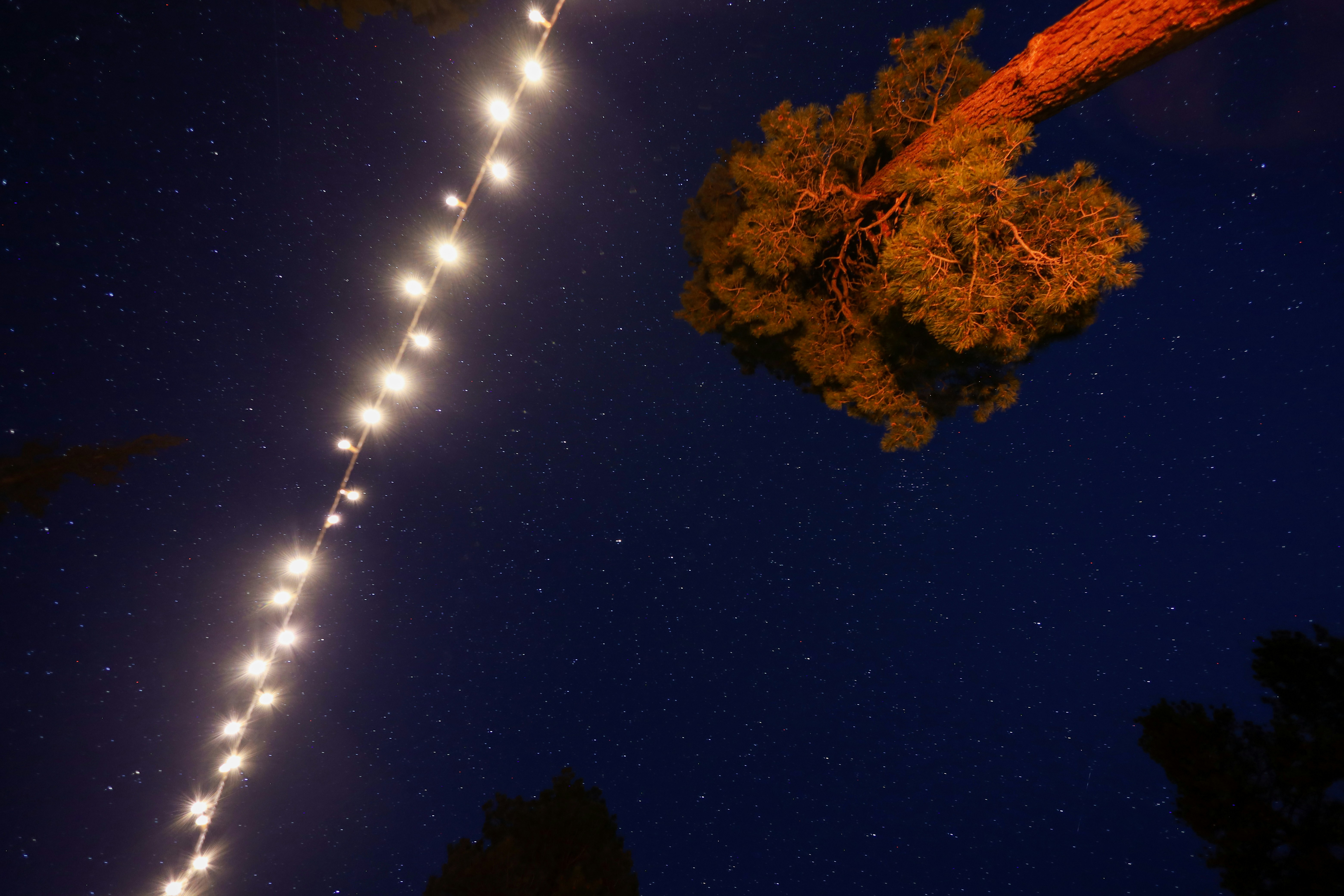 Um longo fio de luzes penduradas do lado de uma árvore