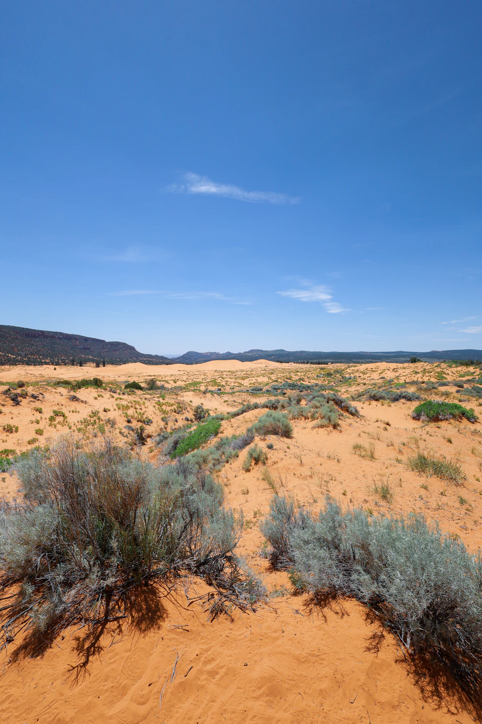 The image depicts a vast desert landscape under a clear blue sky. The sandy terrain is dotted with small shrubs and bushes, adding a touch of green to the otherwise monotonous scene. In the distance, several mountains rise against the horizon, their peaks touching the sky. The perspective of the photo is from ground level, looking up at the towering mountains in the background.