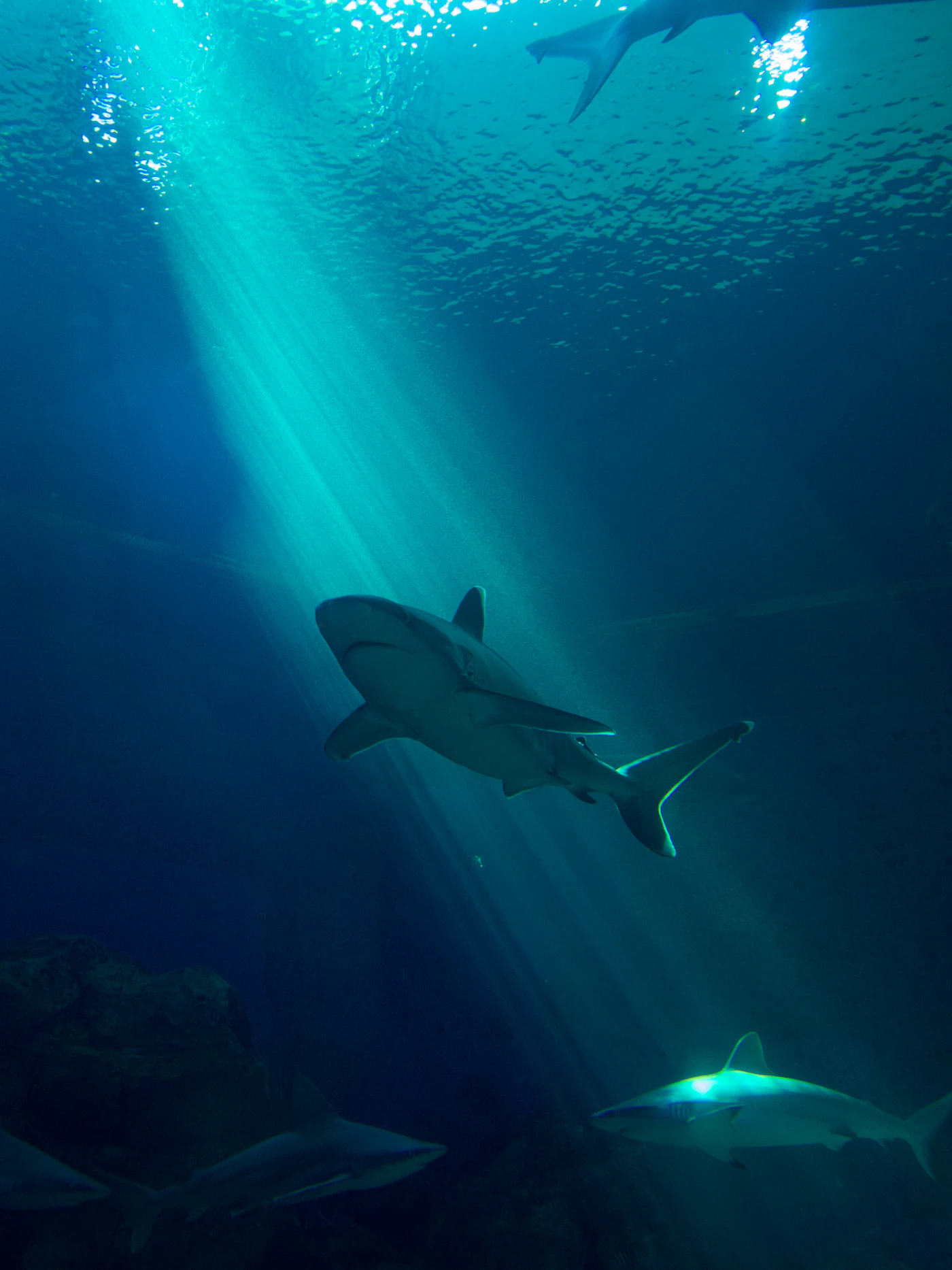 Extreme Dive Fuvahmulah 풍경