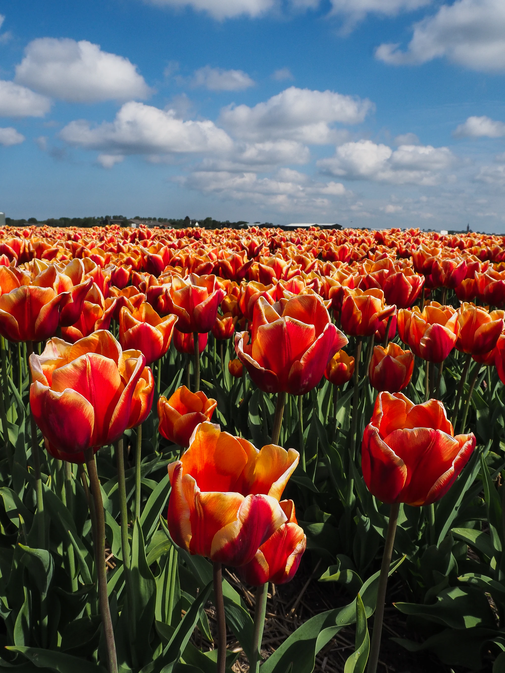 Dutch Tulip Field in Bloom