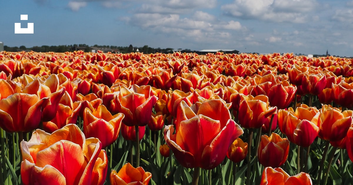 Un champ plein de tulipes rouges et jaunes sous un ciel bleu photo ...