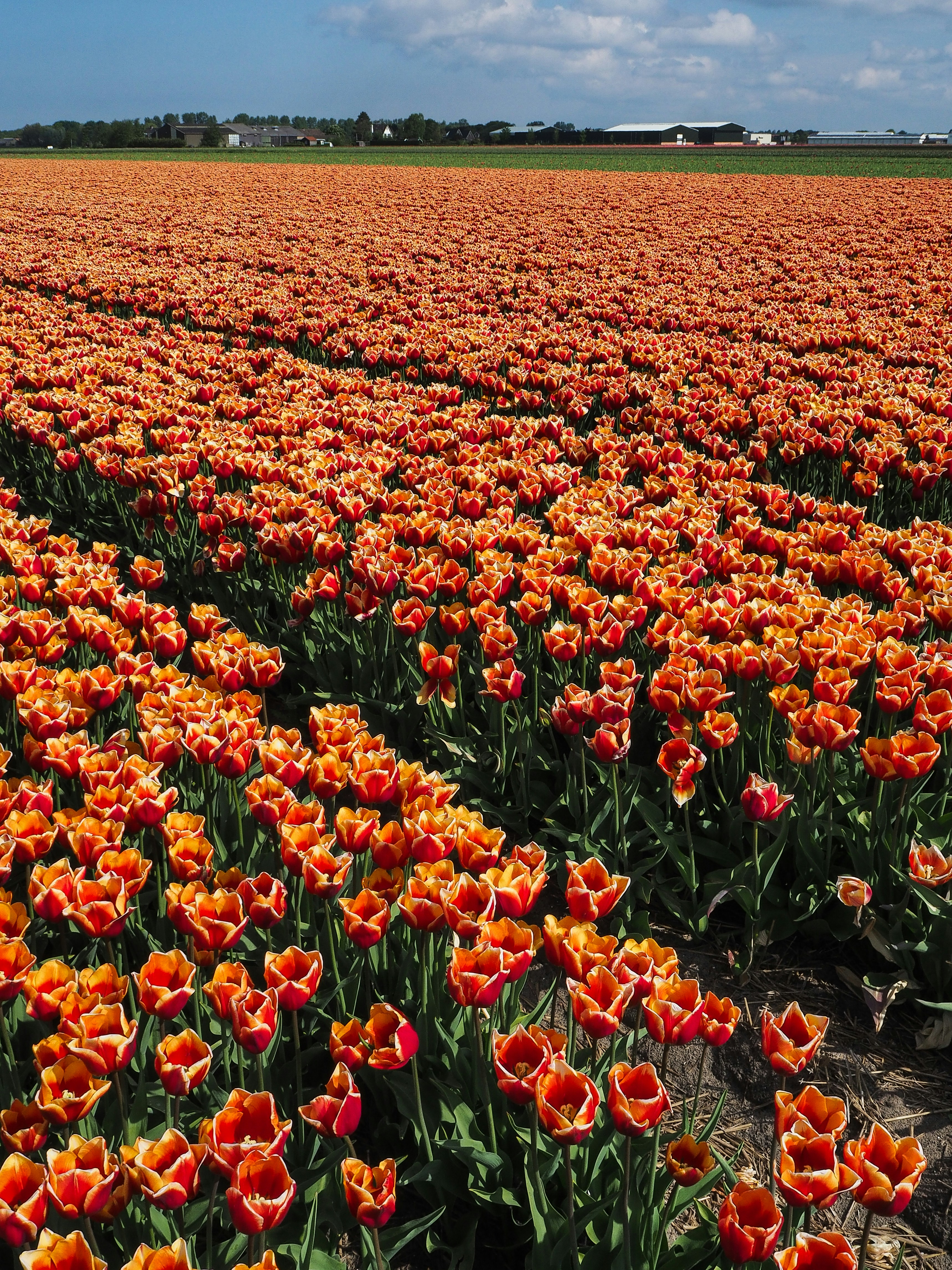 A large field of orange and yellow flowers