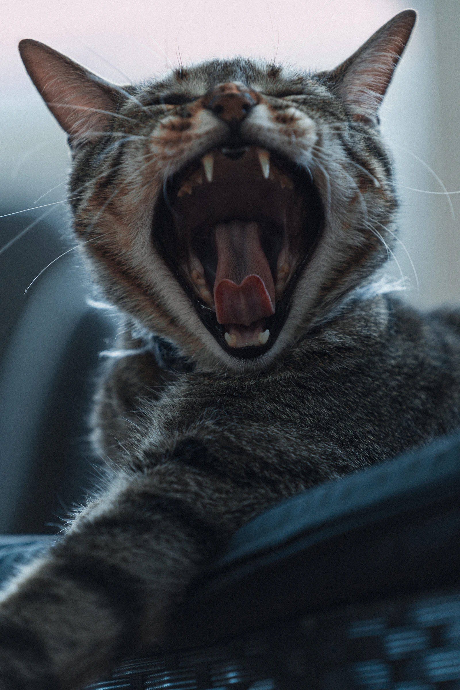 A cat meowing with its mouth wide open