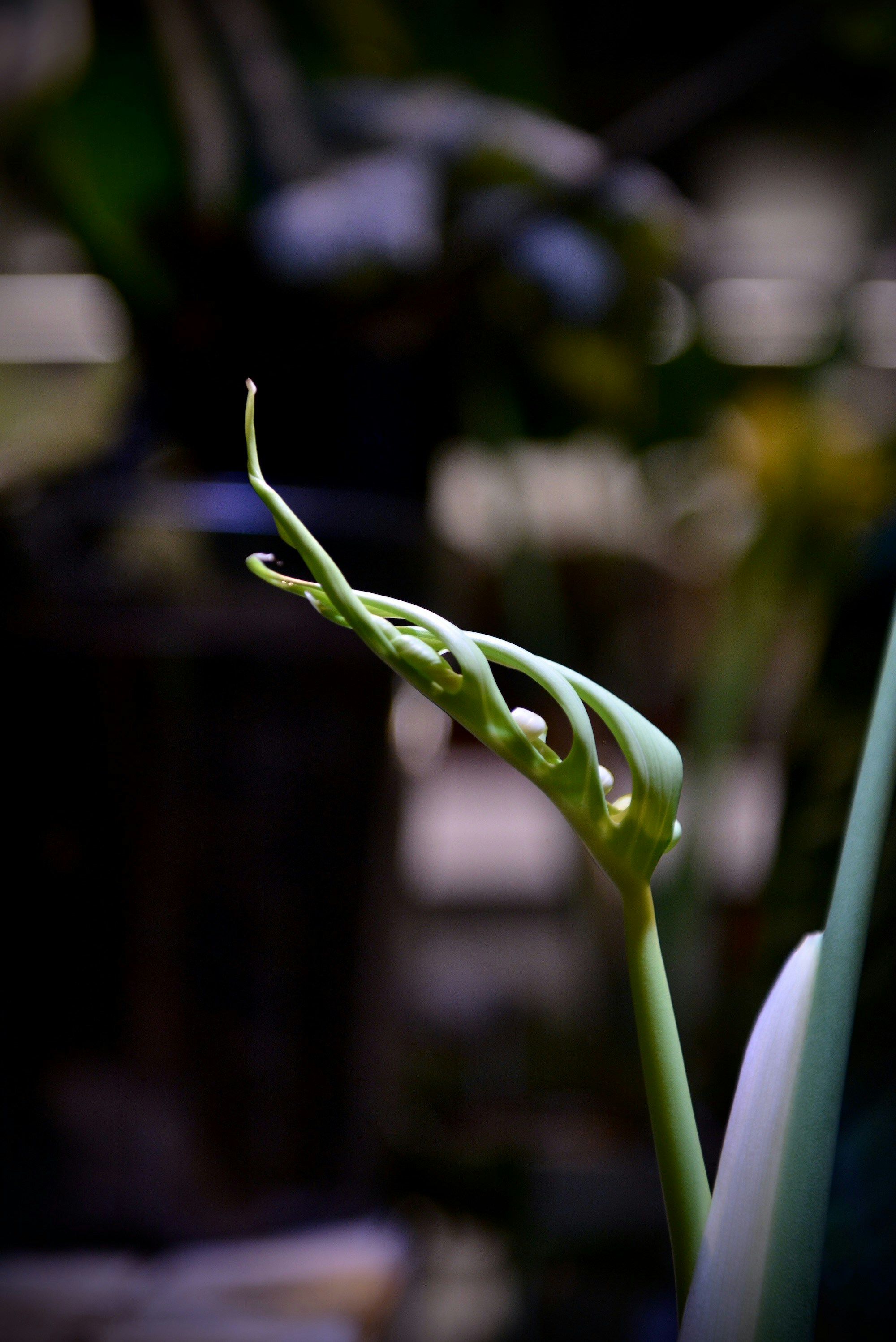 Photo by plantjai