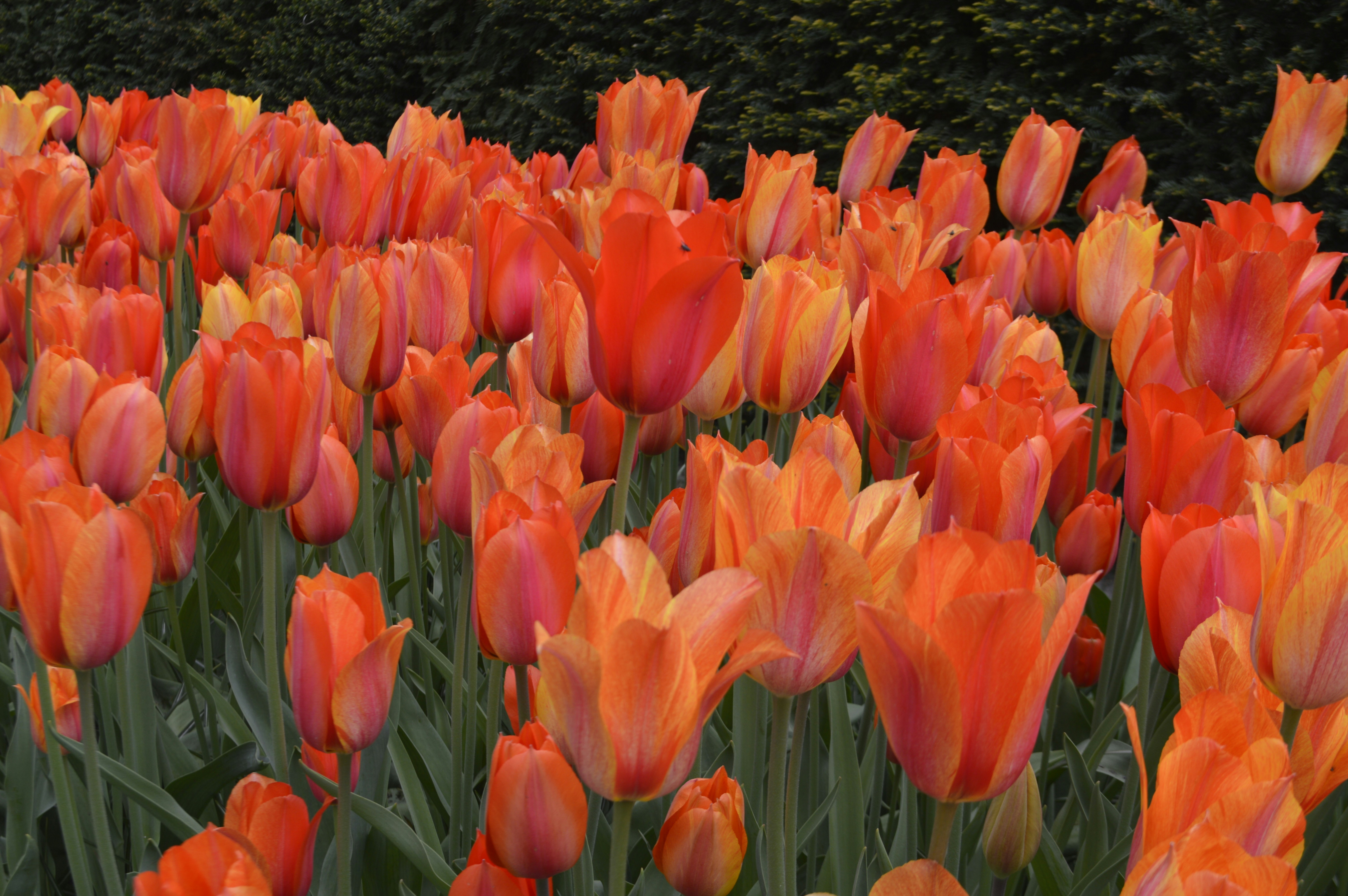A field of orange and yellow tulips with trees in the background