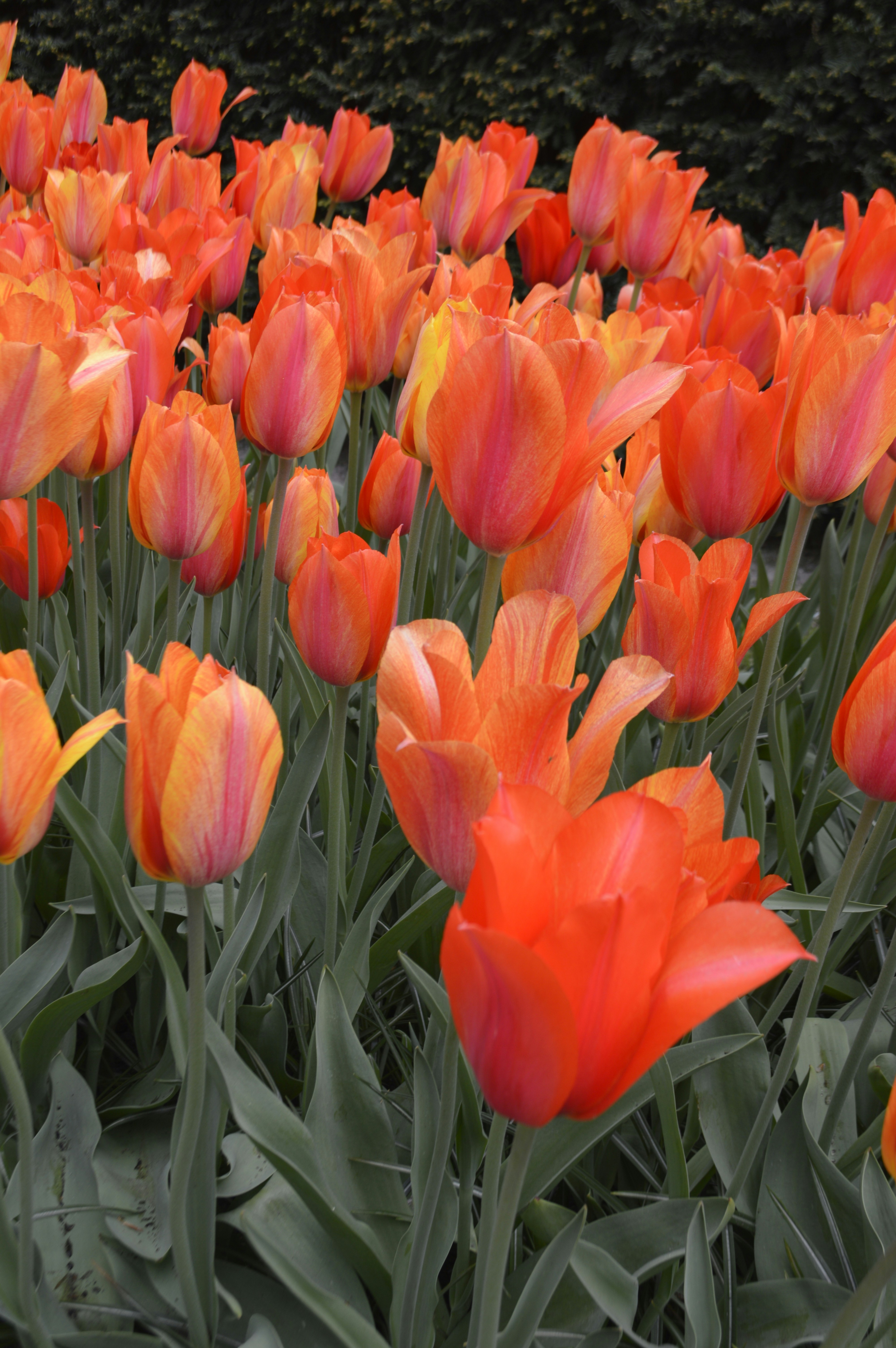 A field of orange and red tulips in bloom