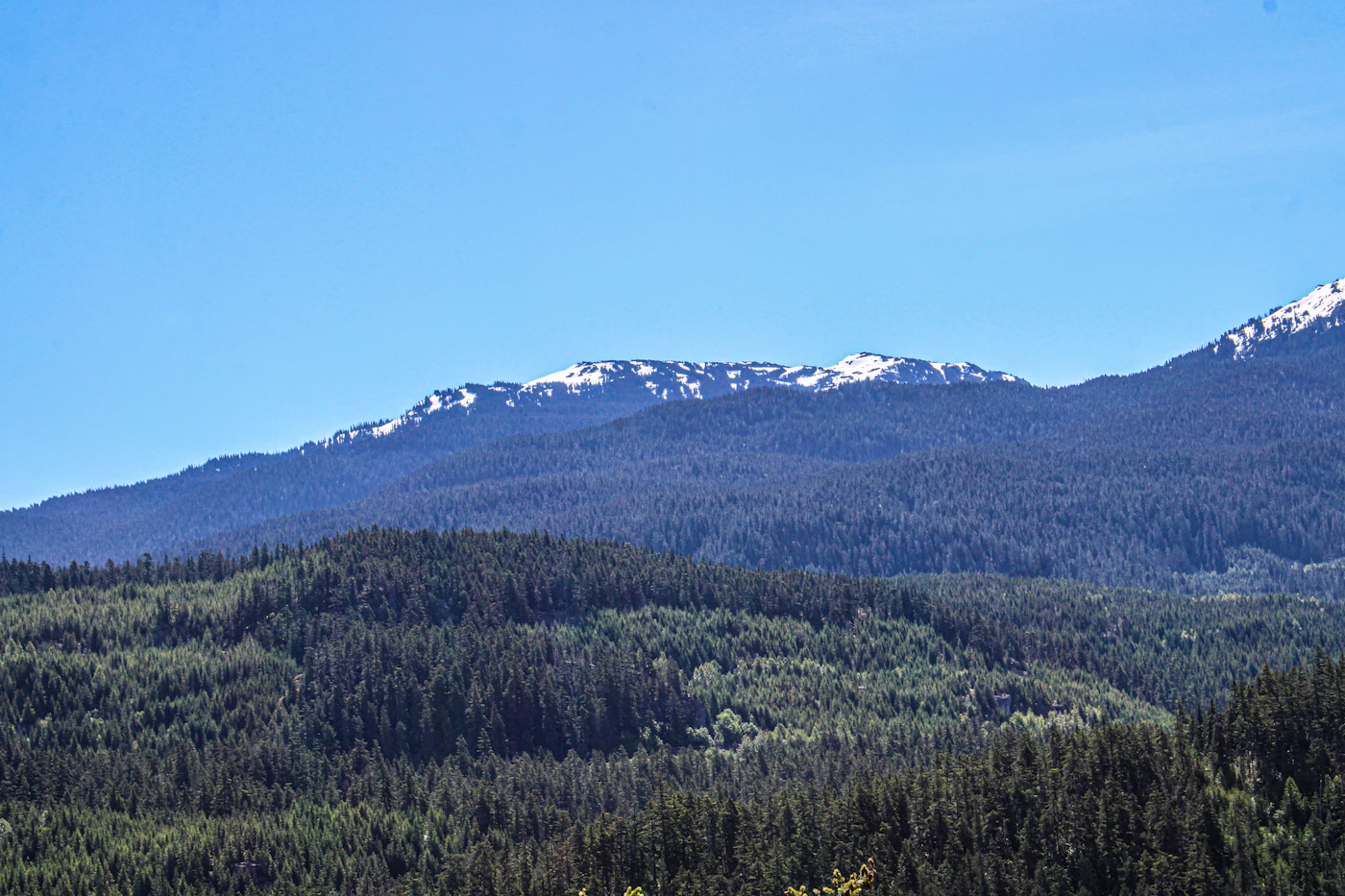Whistler Blackcomb mountain range in summer with densely forested green slopes and snow-capped peaks against a clear blue sky