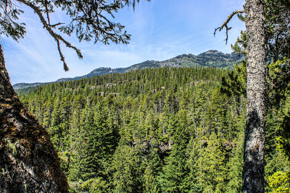 The image depicts a serene forest scene with tall, green trees and a clear blue sky above. The perspective is from within the forest, looking out towards the mountains in the distance. The trees are densely packed together, creating a canopy that filters the sunlight into the forest floor below. The colors in the image are predominantly green for the trees and browns for the ground, with some white clouds scattered across the sky.