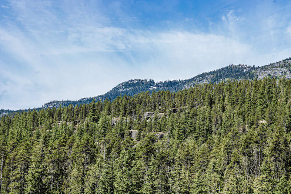 The image depicts a serene mountain landscape with a dense forest on one side and a clear blue sky on the other. The mountains, covered in lush green trees, rise majestically against the backdrop of the sky. The perspective is from below, looking up at the towering peaks and verdant foliage. The colors are predominantly green for the trees and browns for the mountains and forest floor, creating a harmonious blend of natural elements.