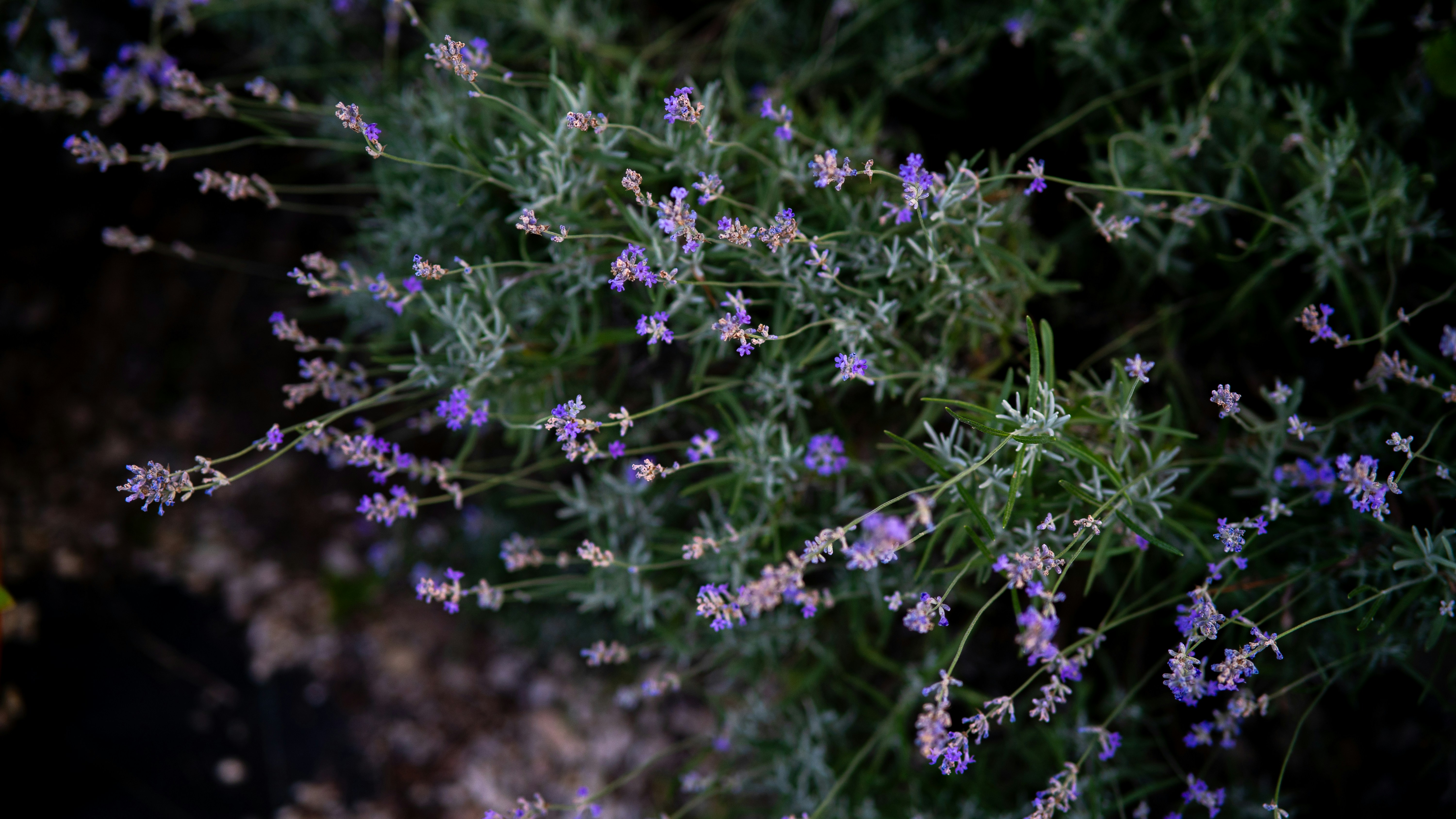 Photo by eugenechystiakov