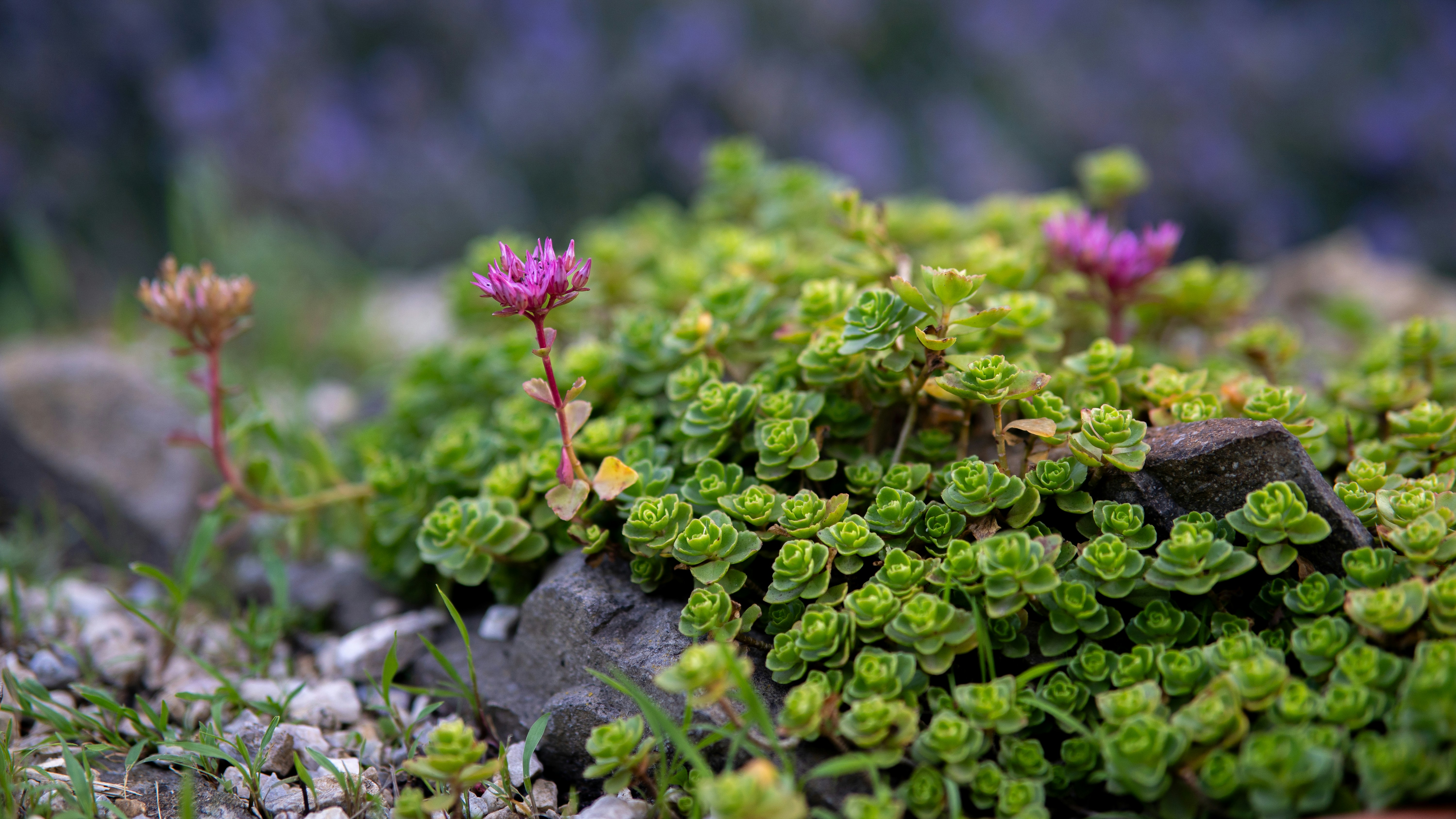 Photo by eugenechystiakov