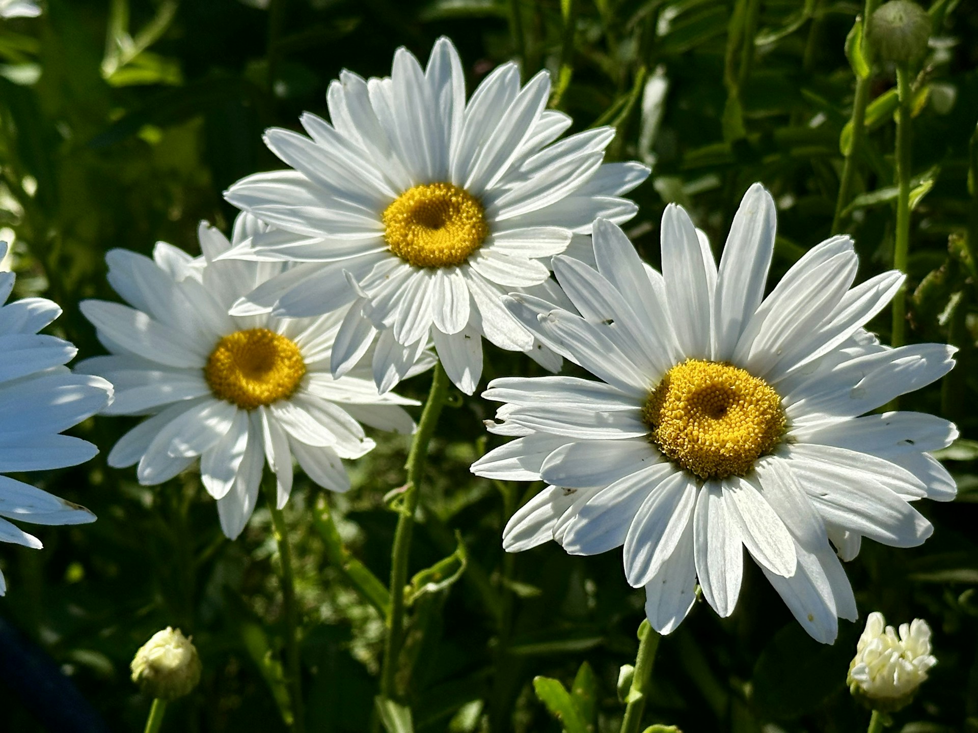 A group of white daisies in a field