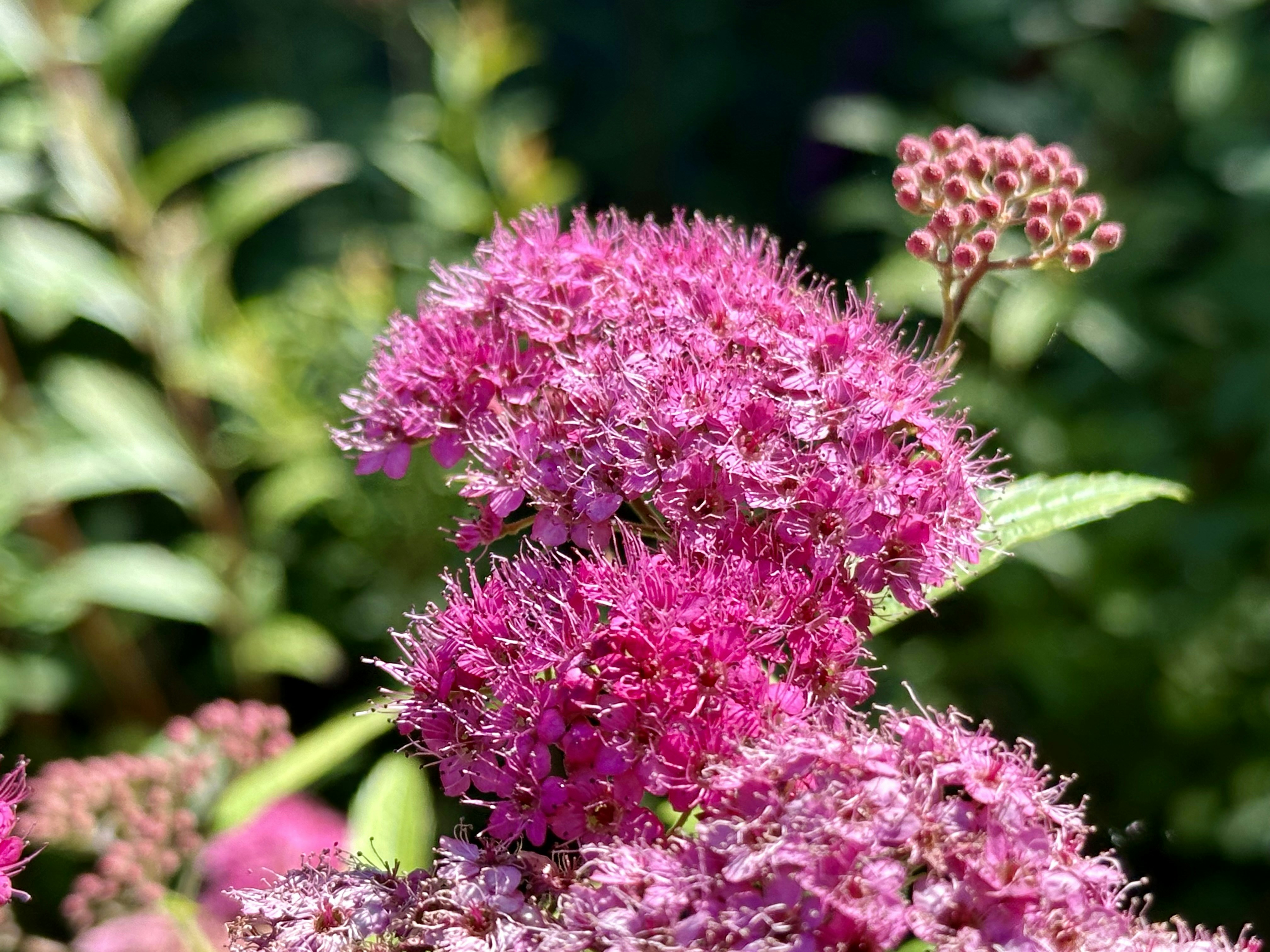 Photo by midkiffaries