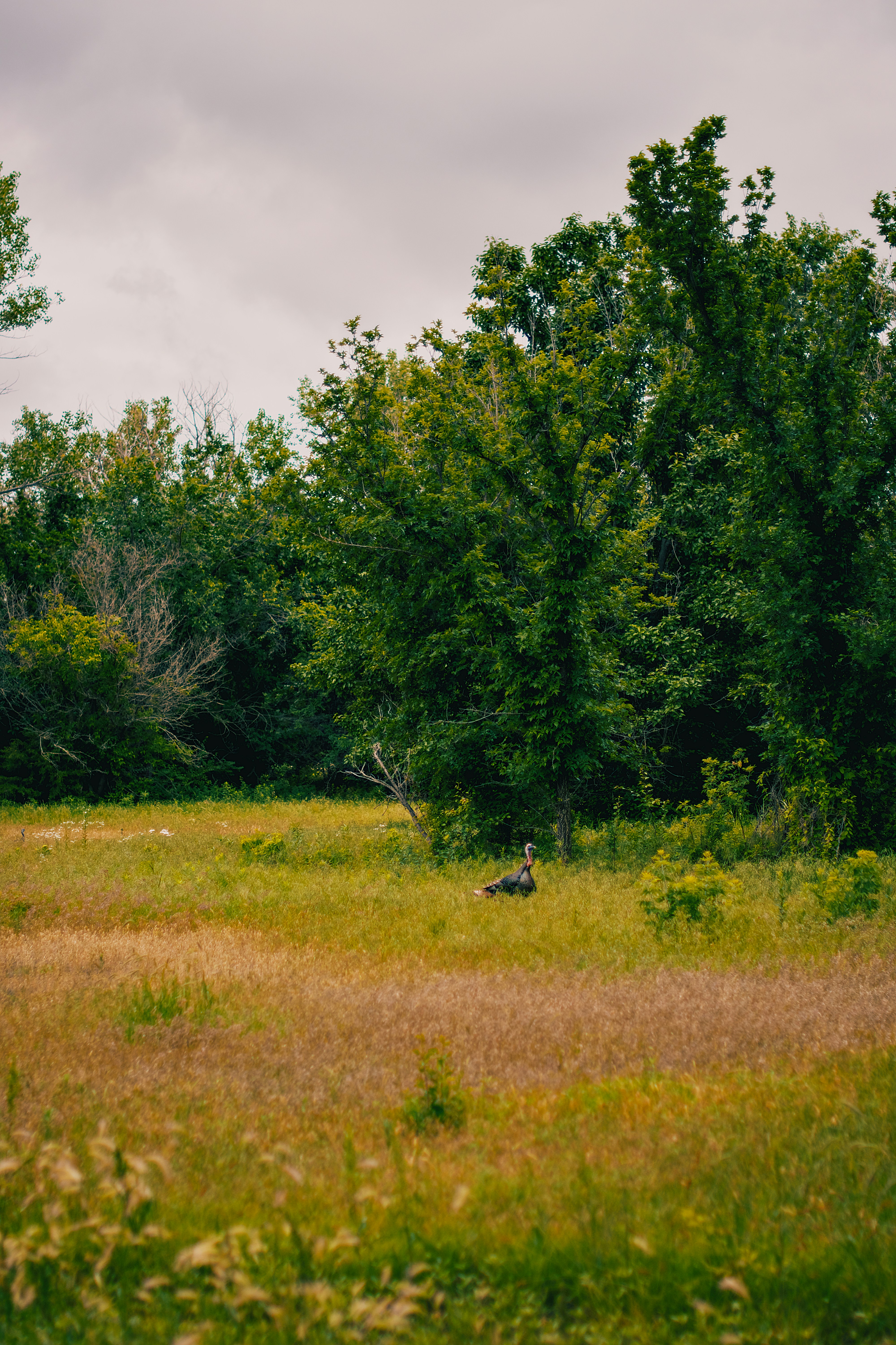 Deep Dive: Faryion Edward Wardrip