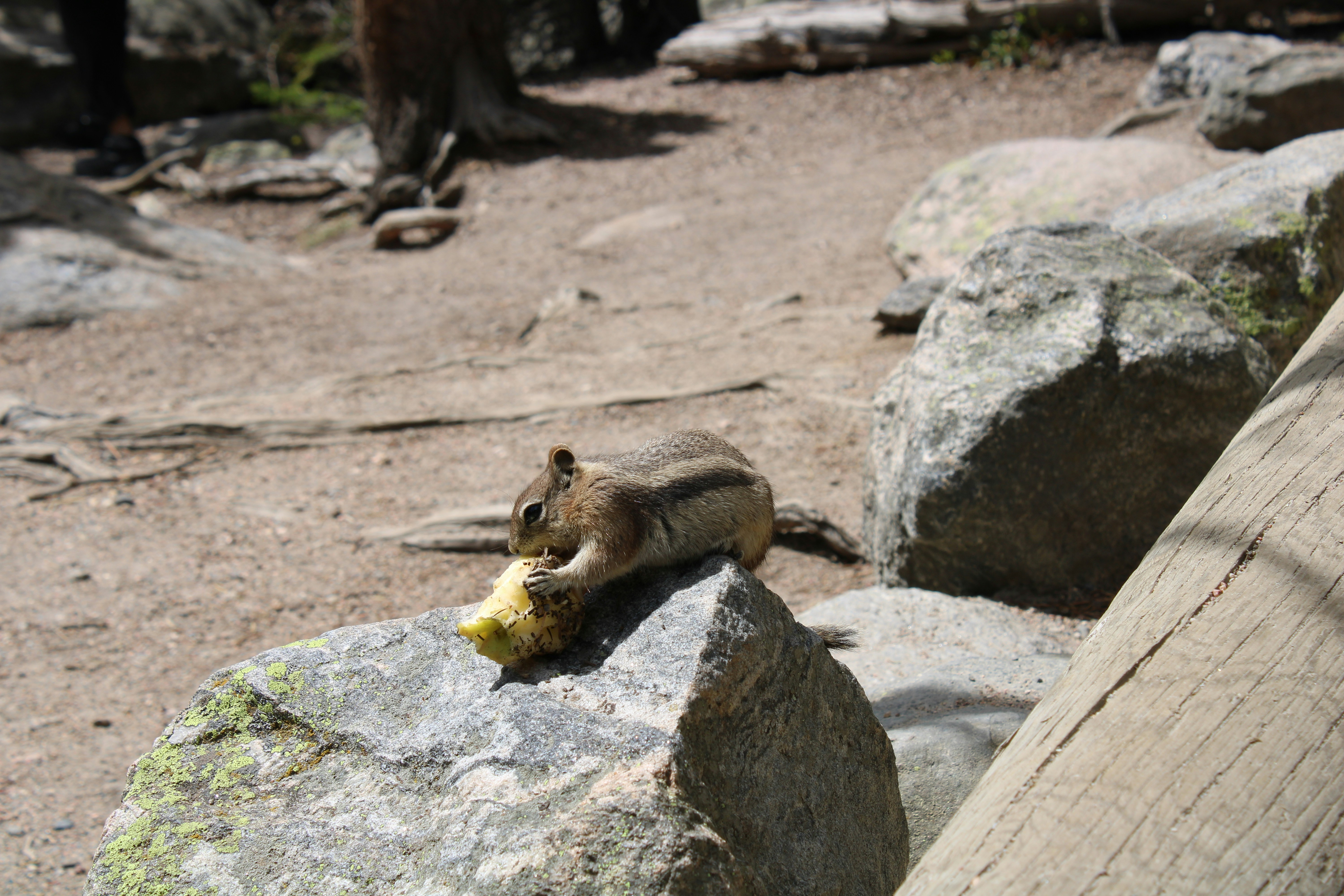 Can My Teddy Bear Hamster Eat Bananas? A Sweet Treat Guide