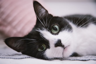 A black and white cat laying on top of a bed
