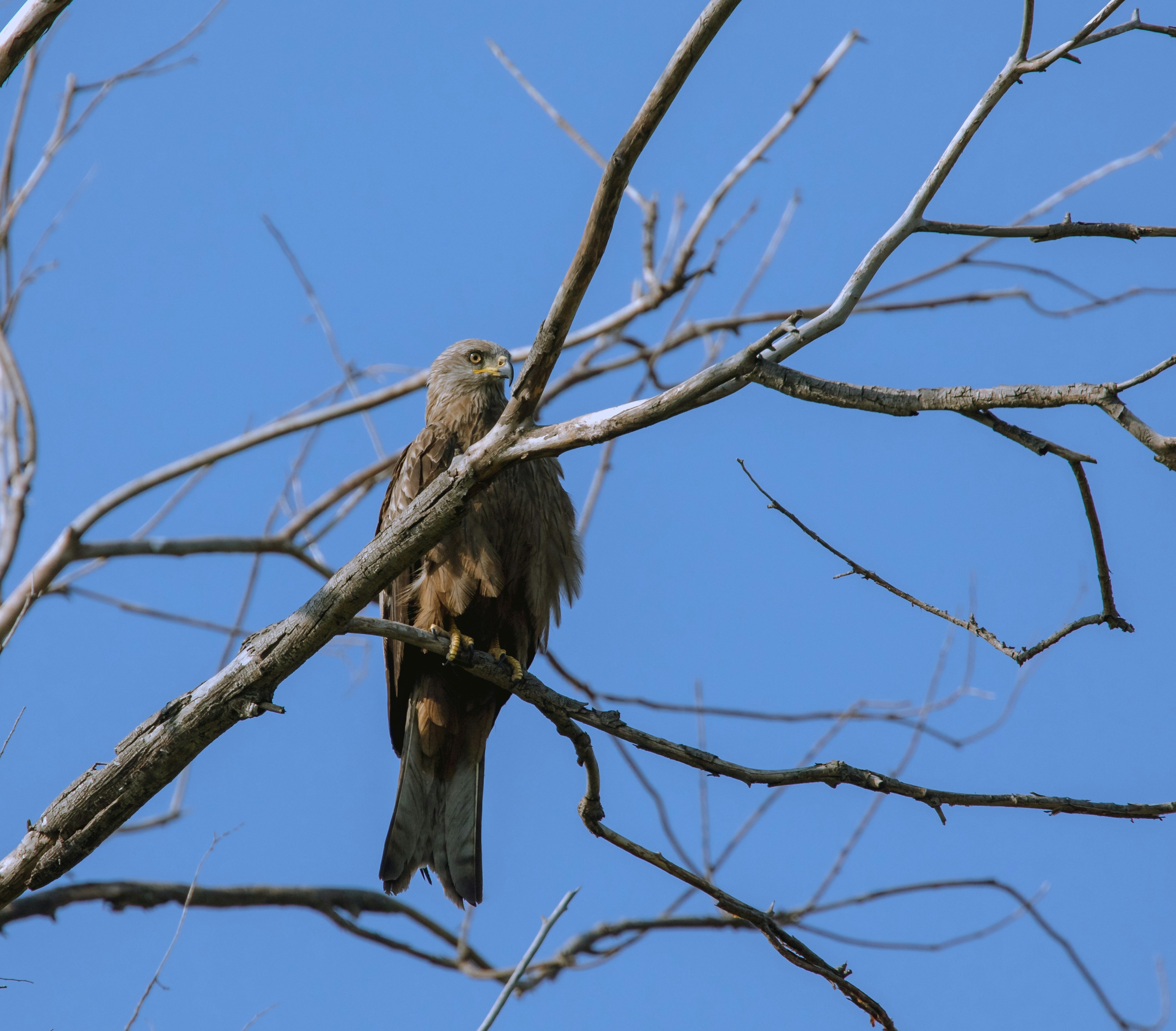 Un oiseau assis sur une branche d’arbre