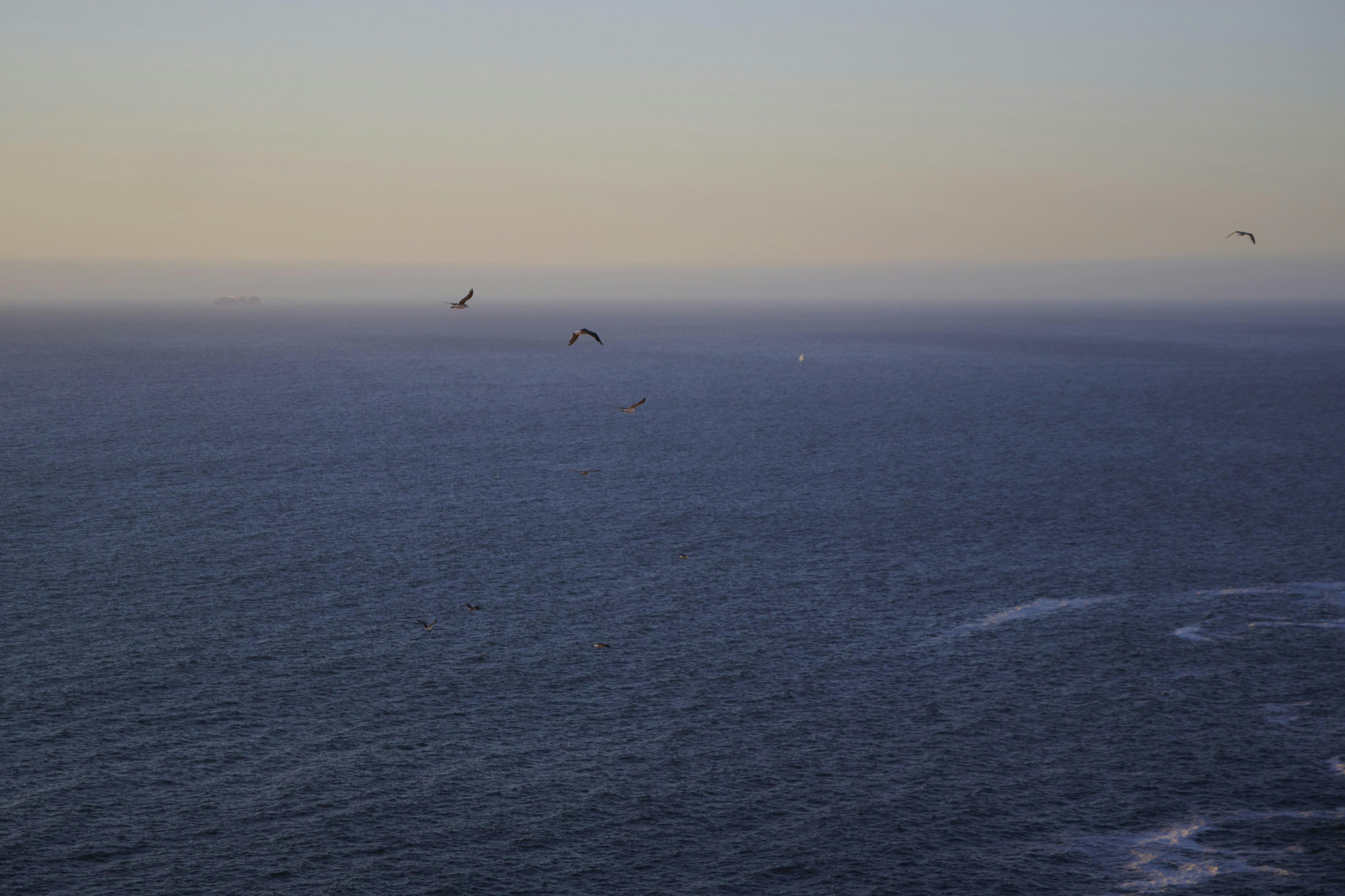 A group of birds flying over the ocean