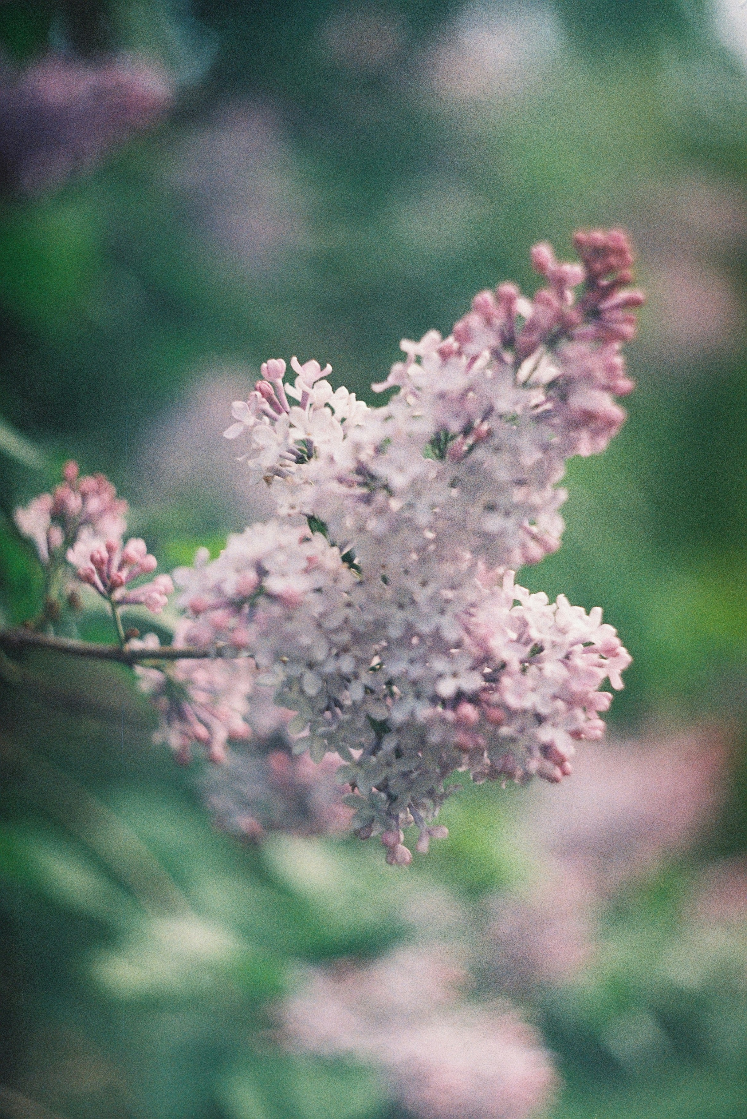 Photo by manuallensfan