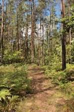 A dirt path in the middle of a forest