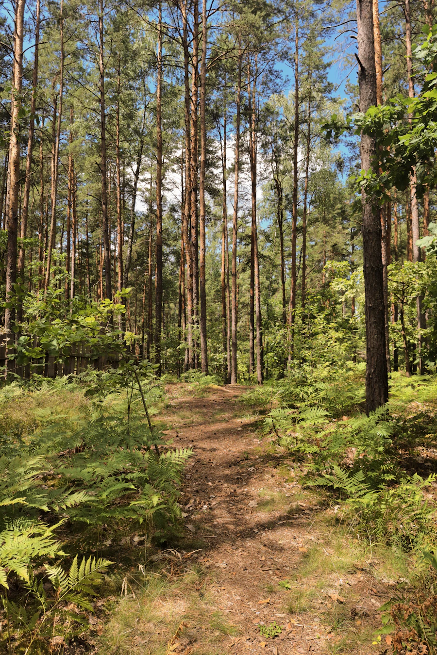 Dirt hiking path through a forest